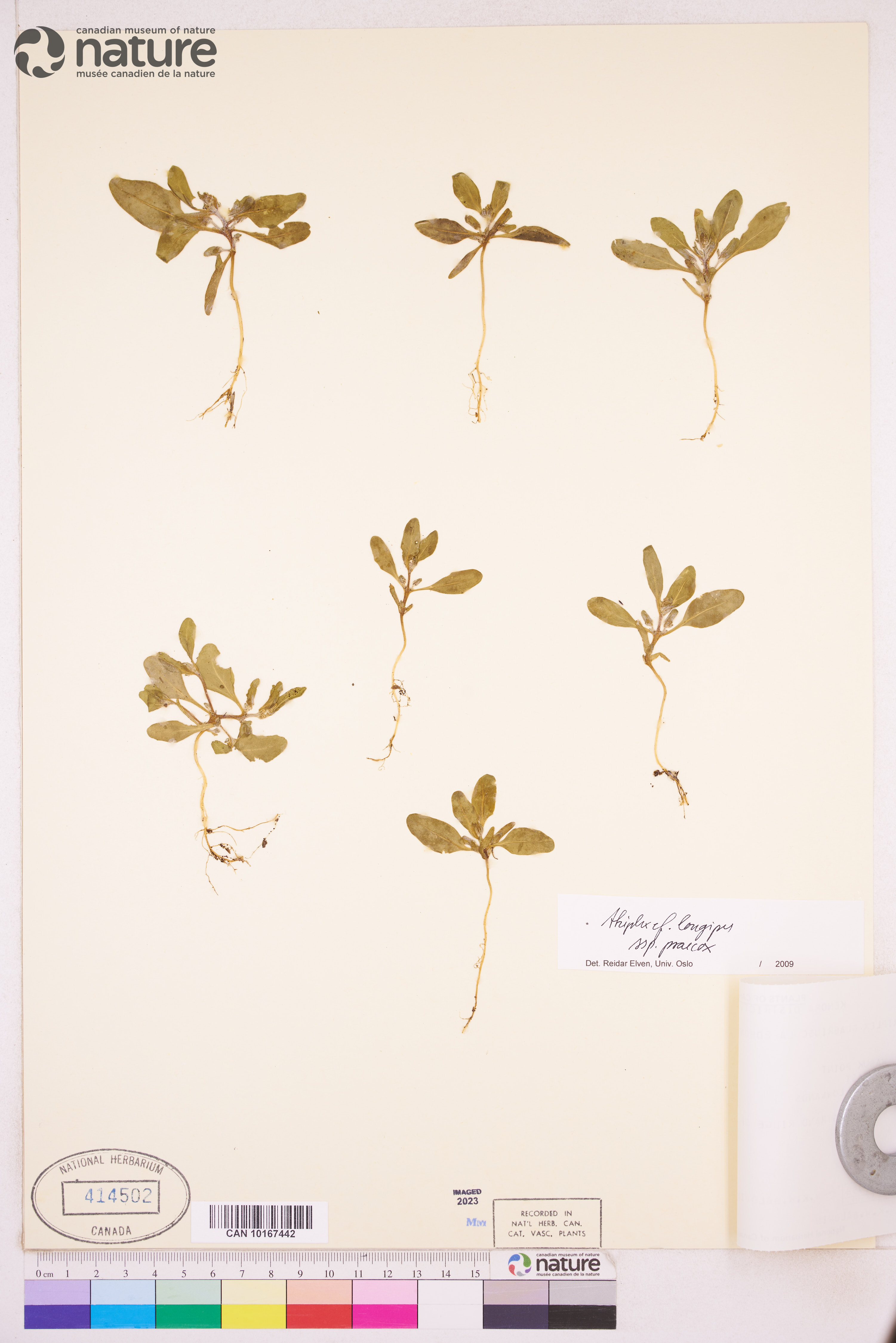 Atriplex nudicaulis image