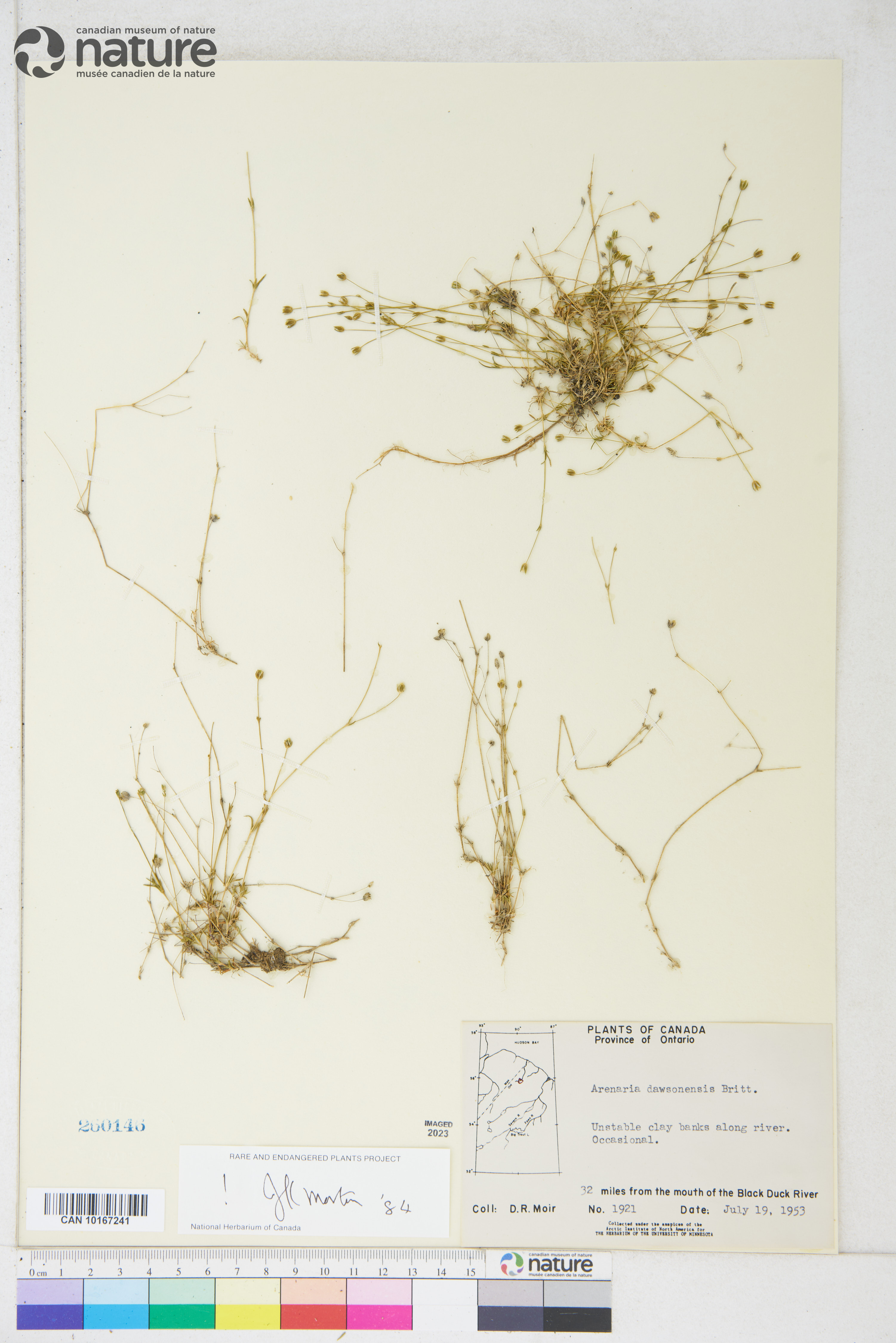 Sabulina dawsonensis image