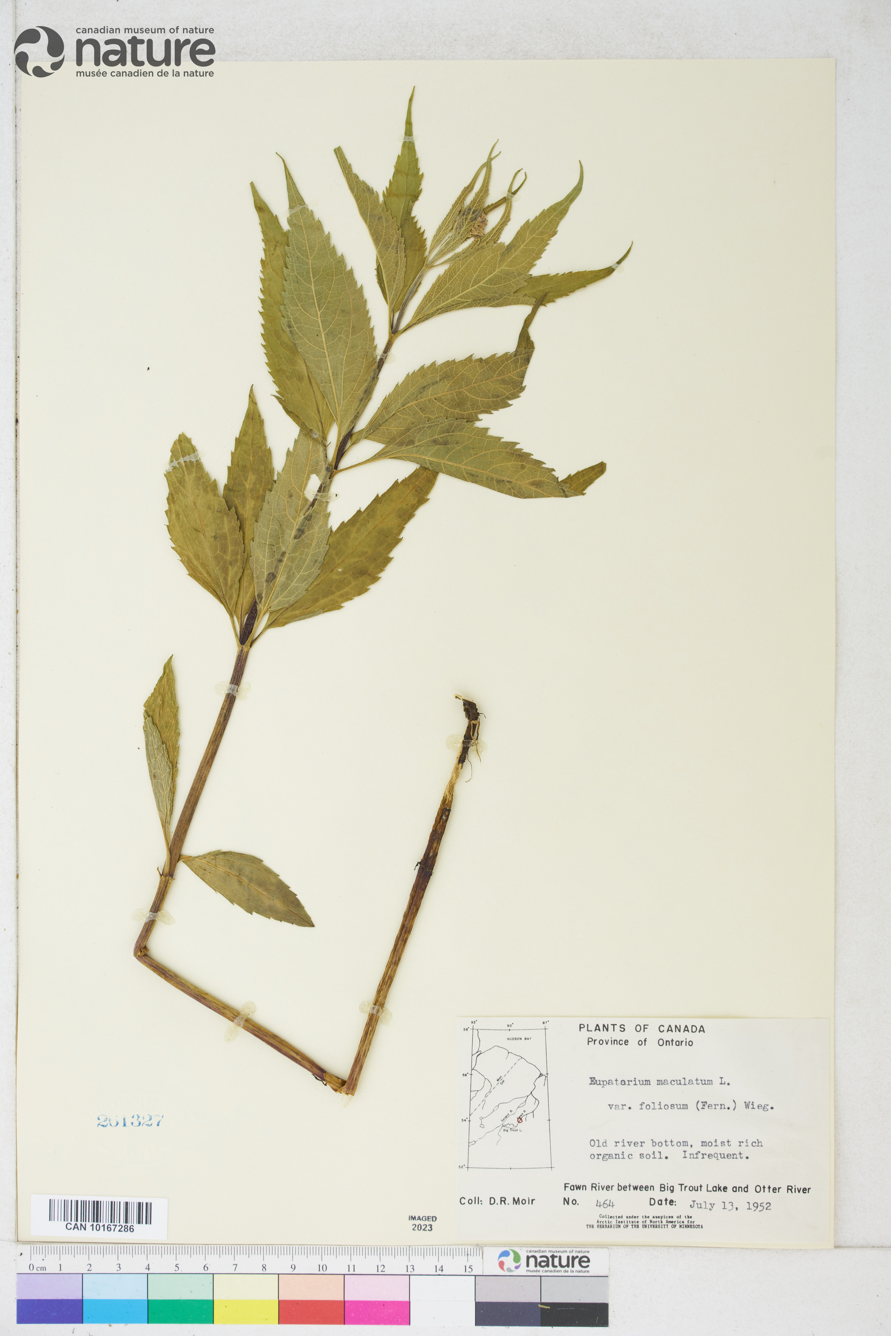 Eutrochium maculatum var. foliosum image