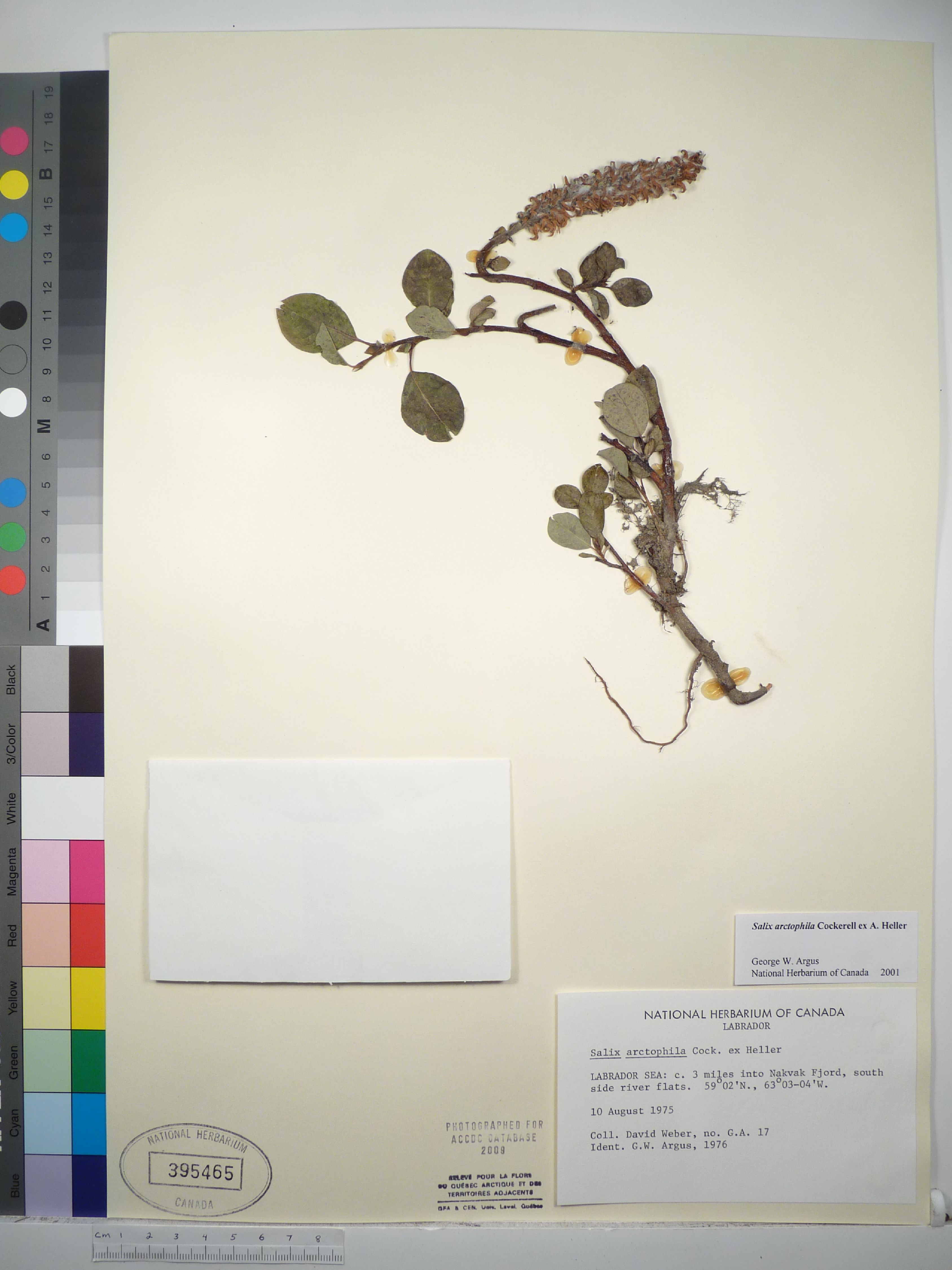 Salix arctophila image
