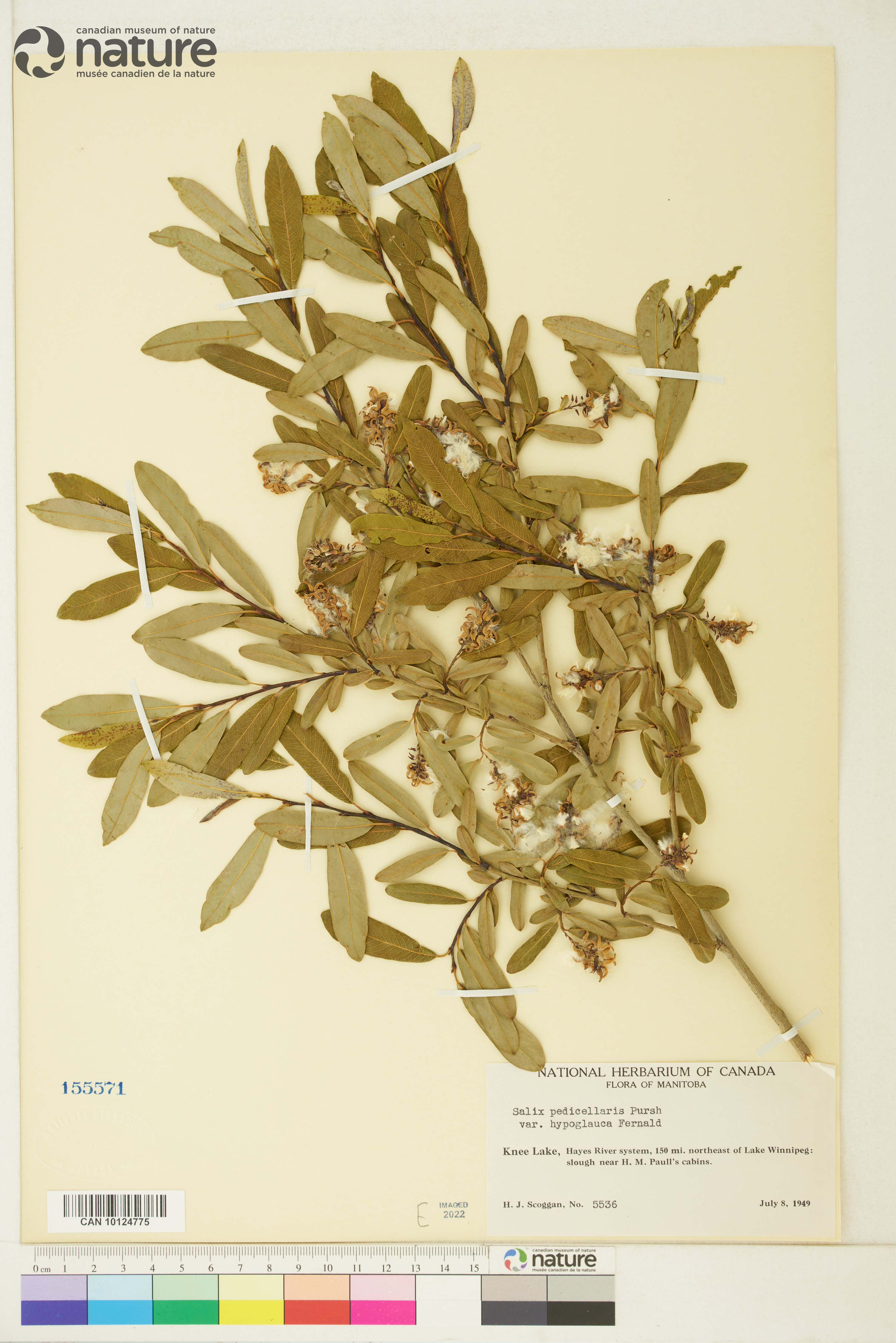 Salix pedicellaris image
