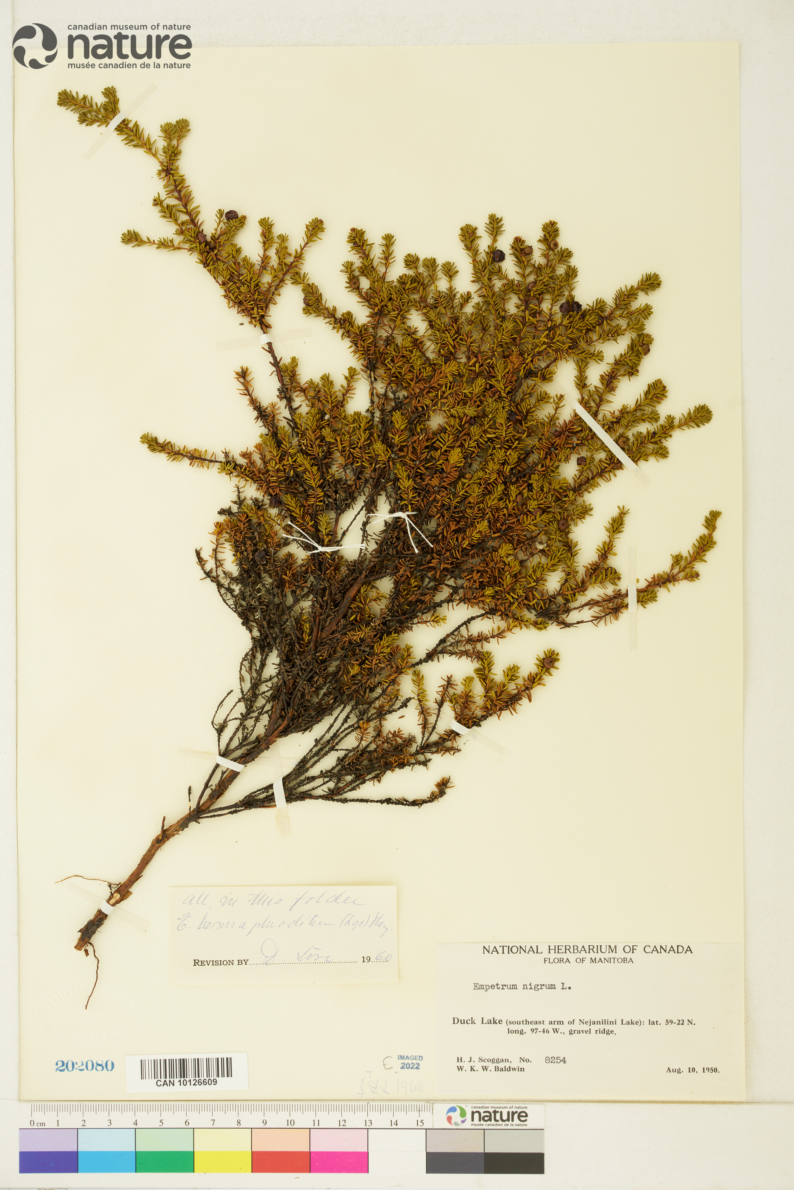 Empetrum nigrum image