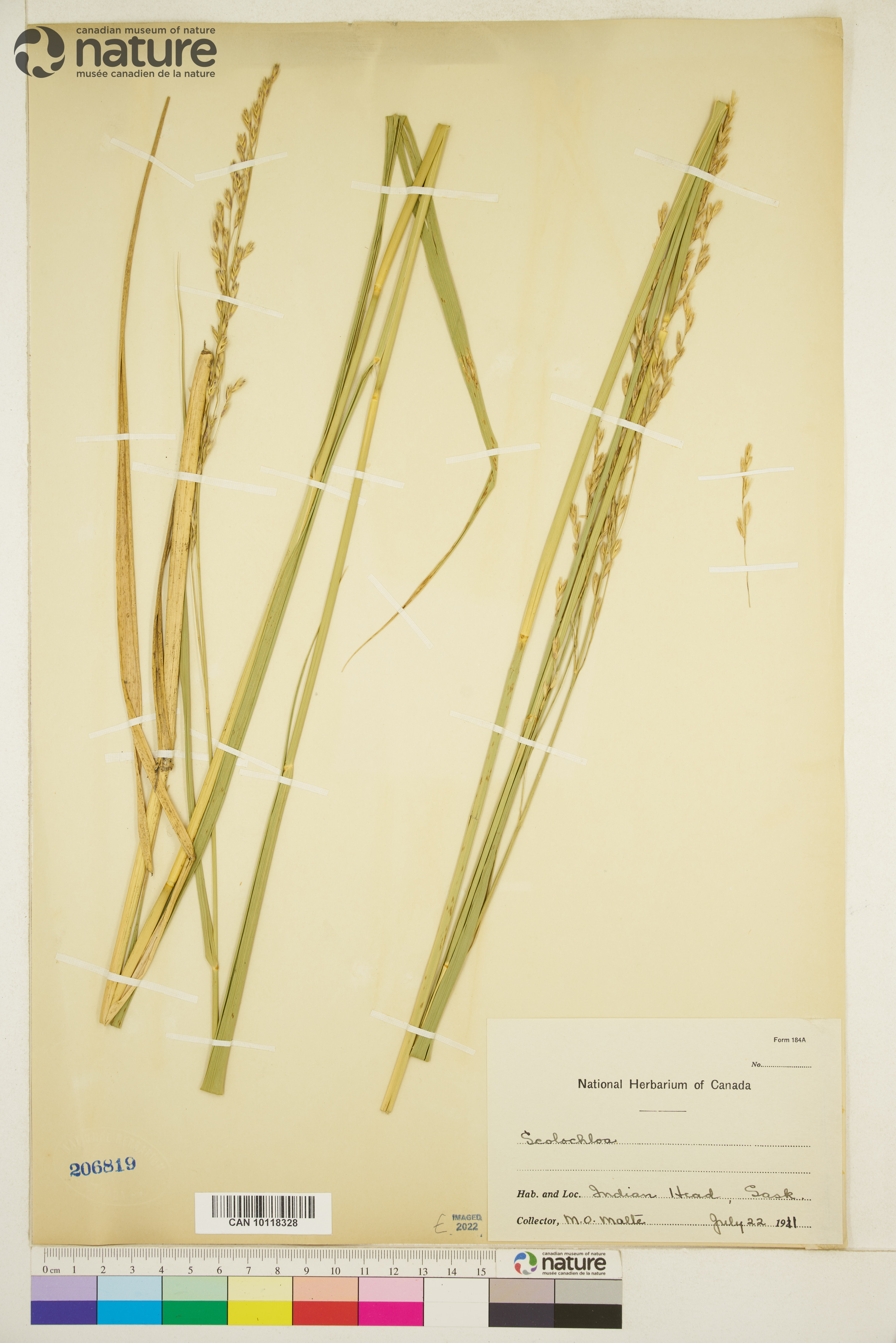 Scolochloa festucacea image
