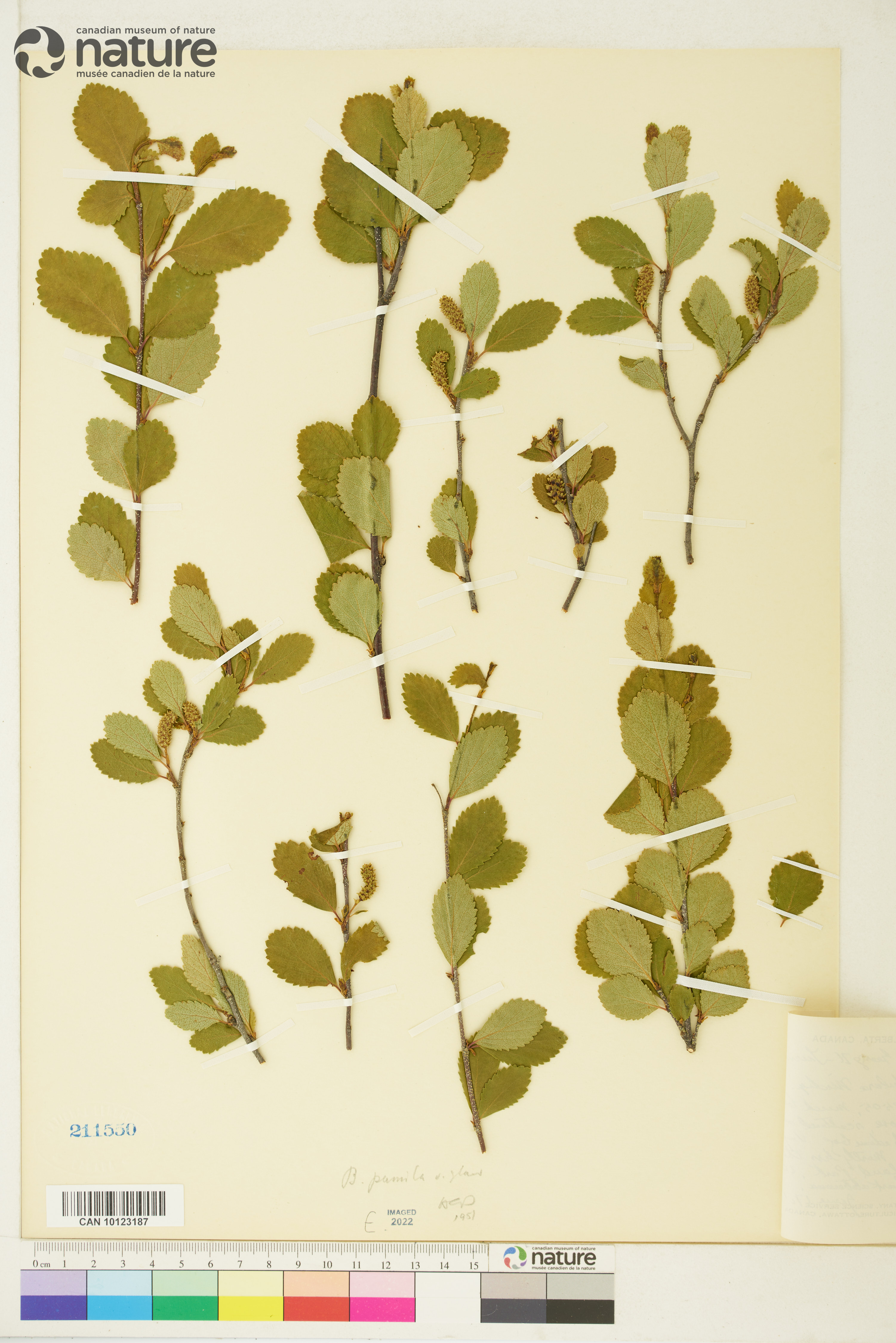 Betula pumila var. glandulifera image