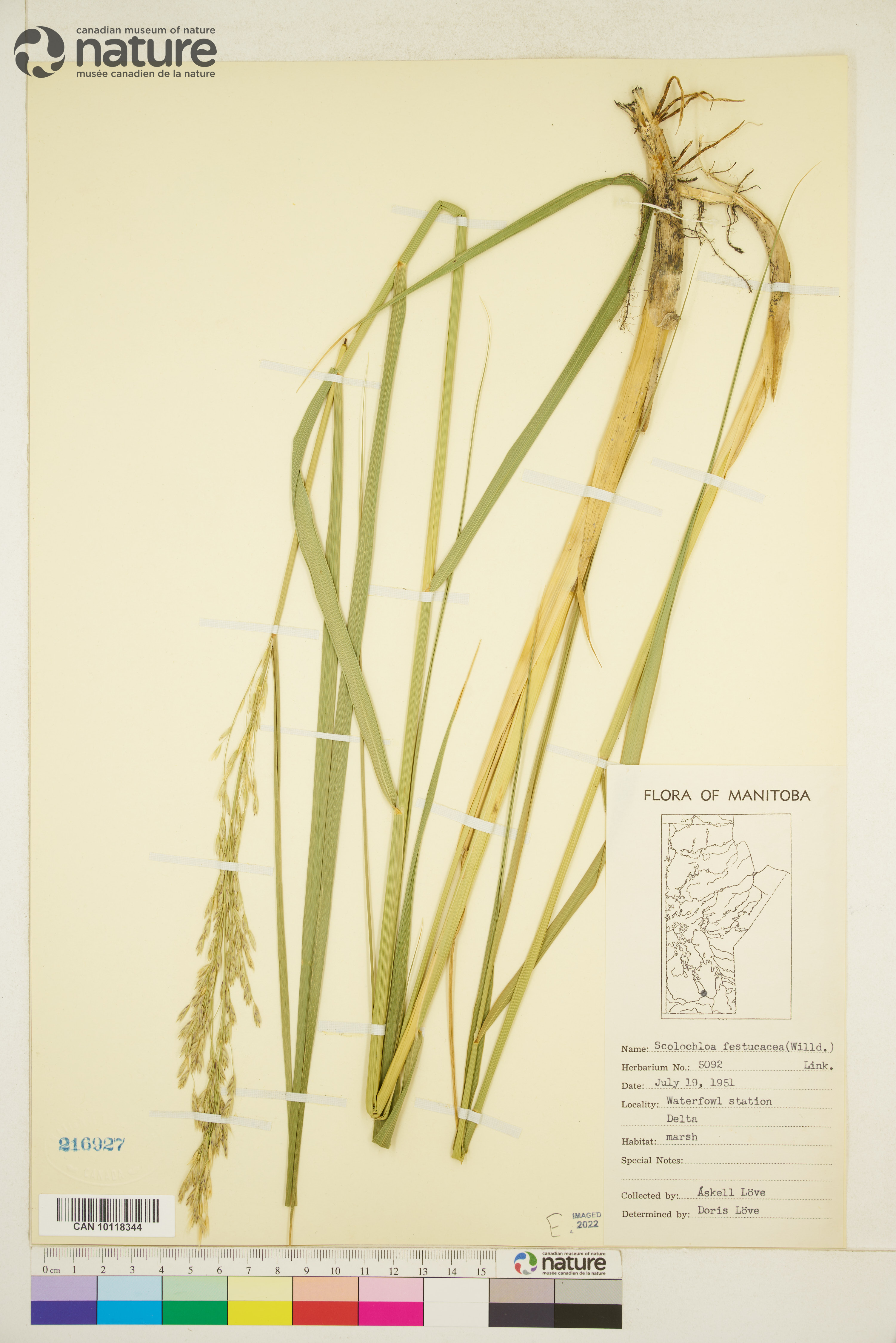 Scolochloa festucacea image