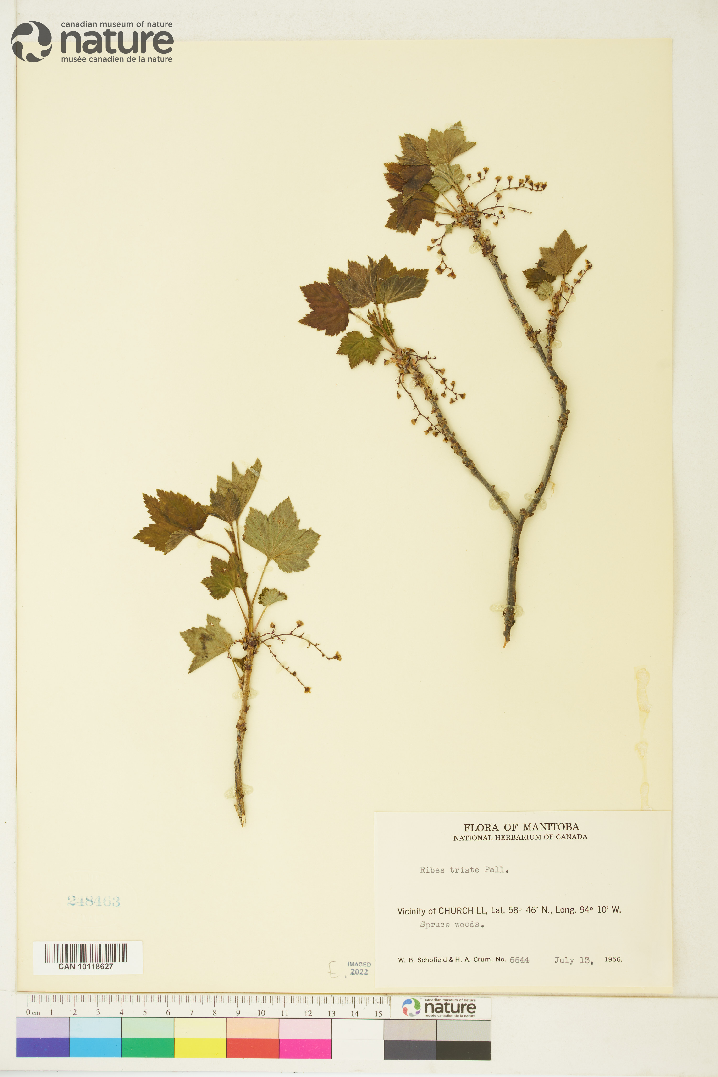 Ribes triste image