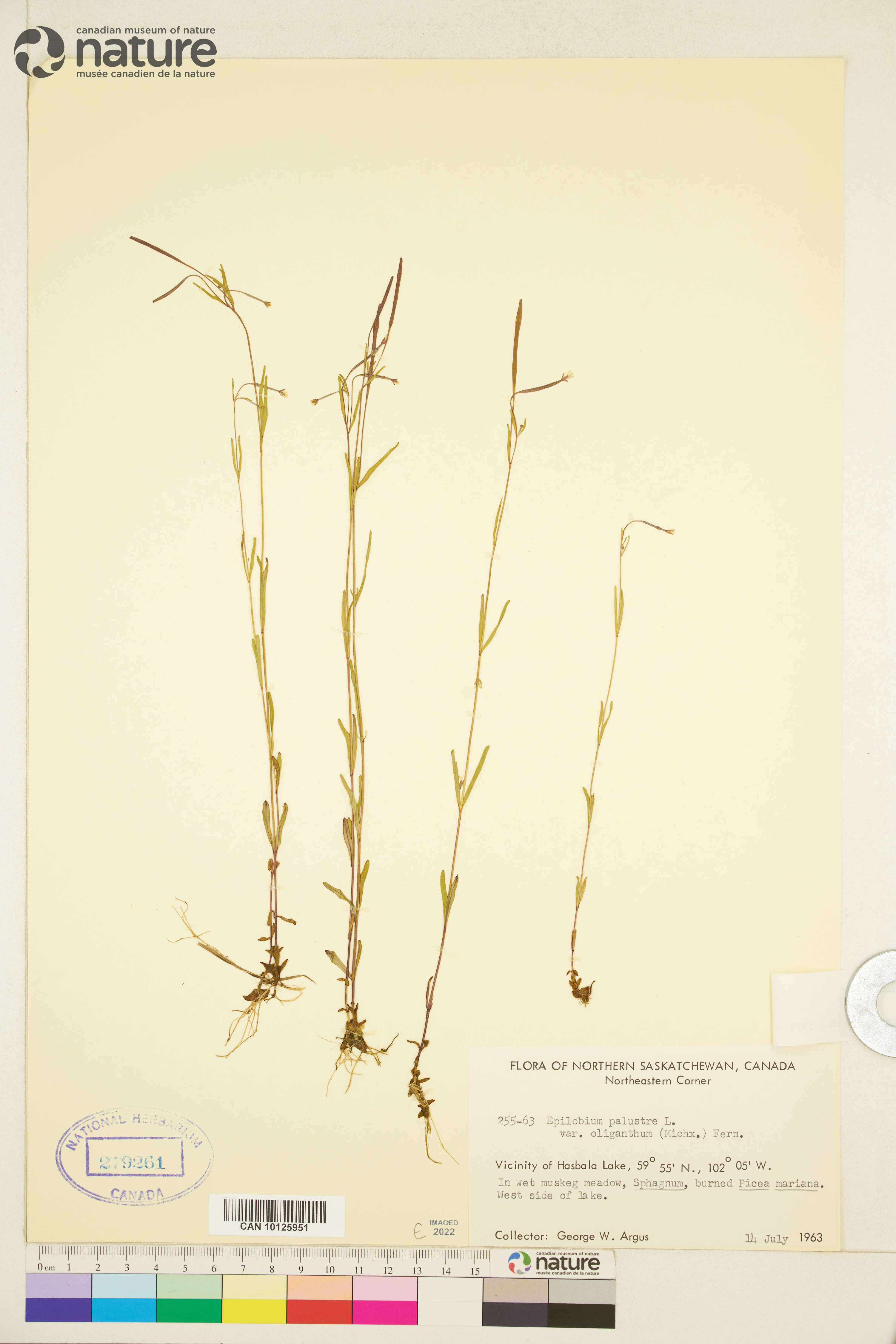 Epilobium palustre image