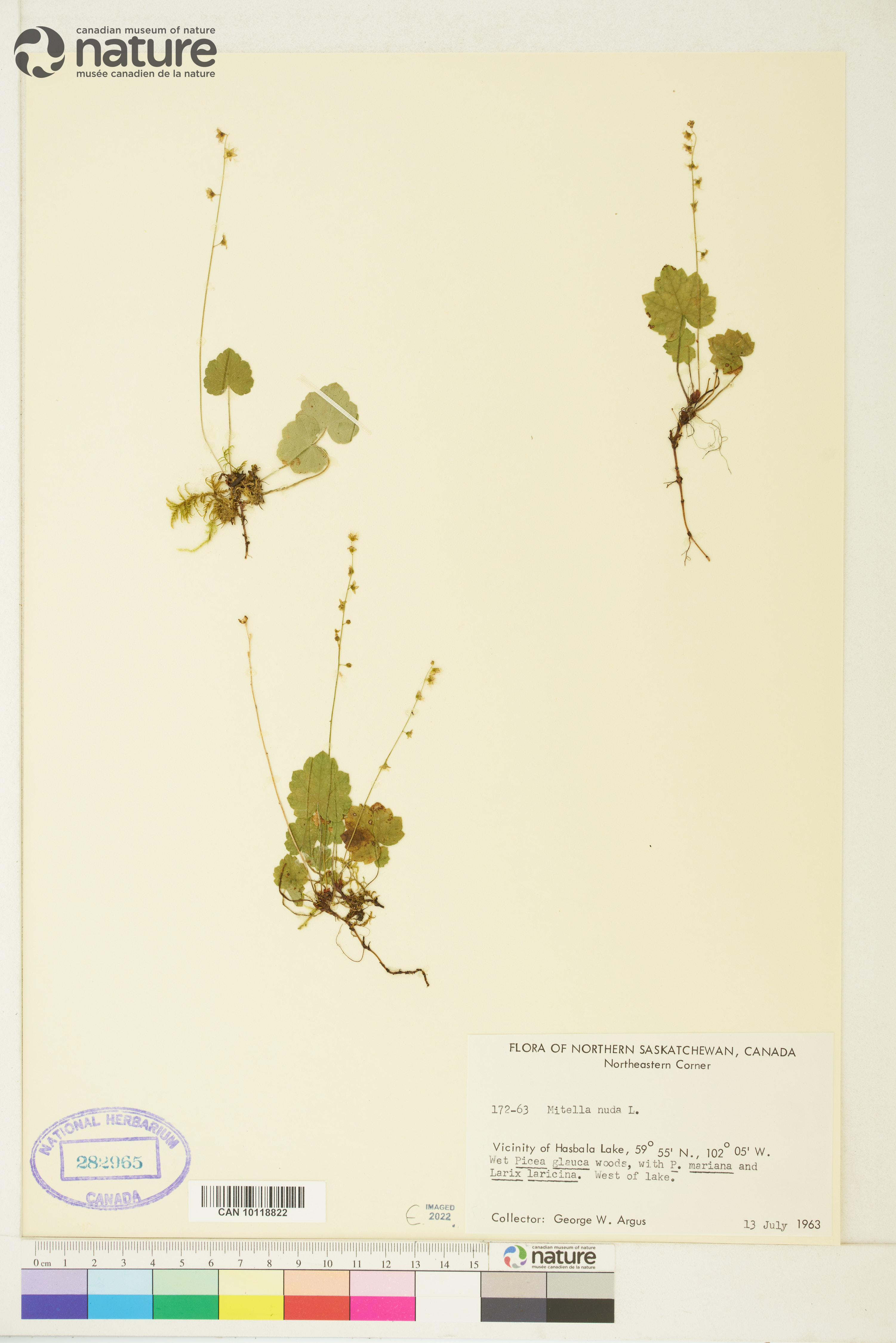 Mitella nuda image