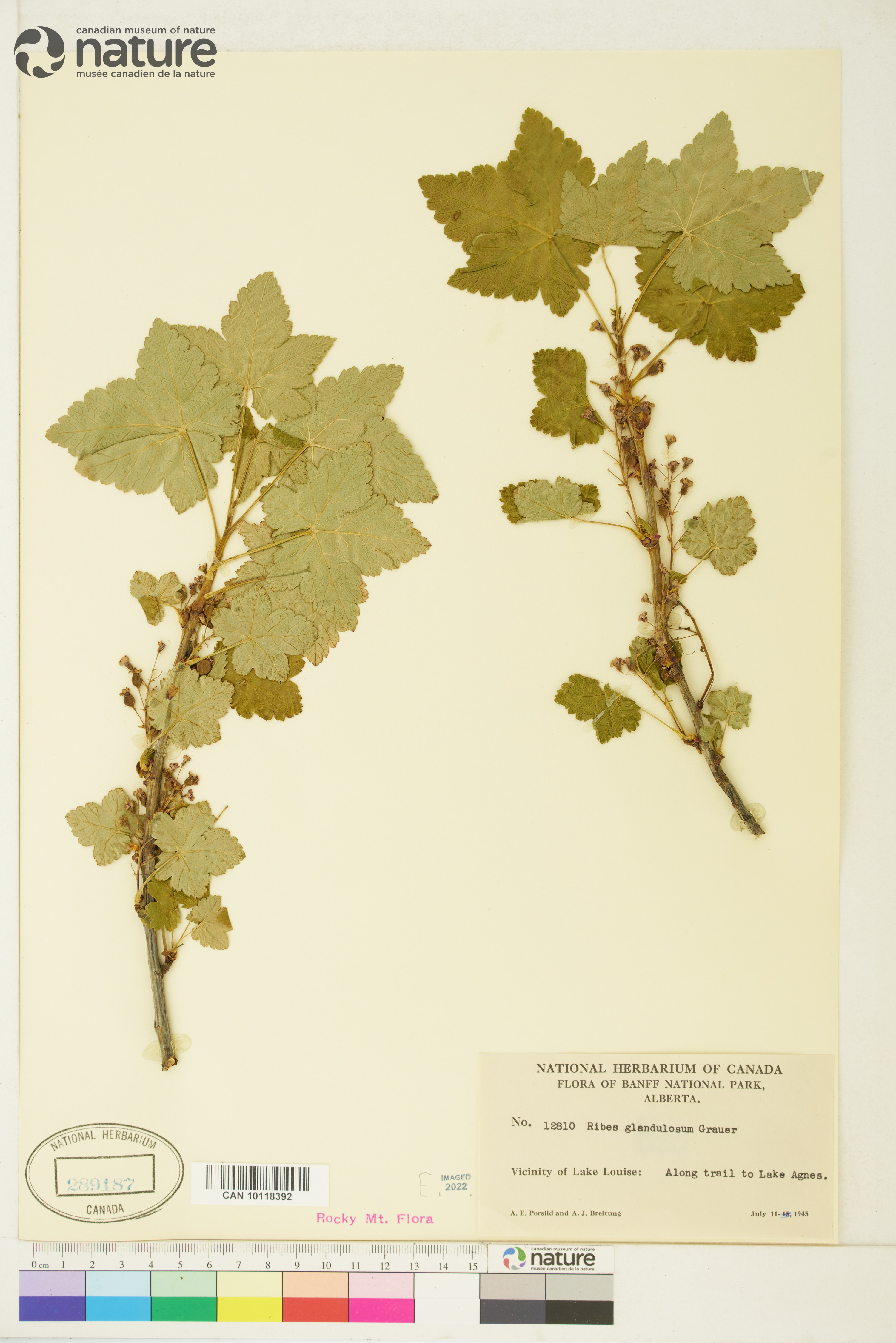 Ribes glandulosum image