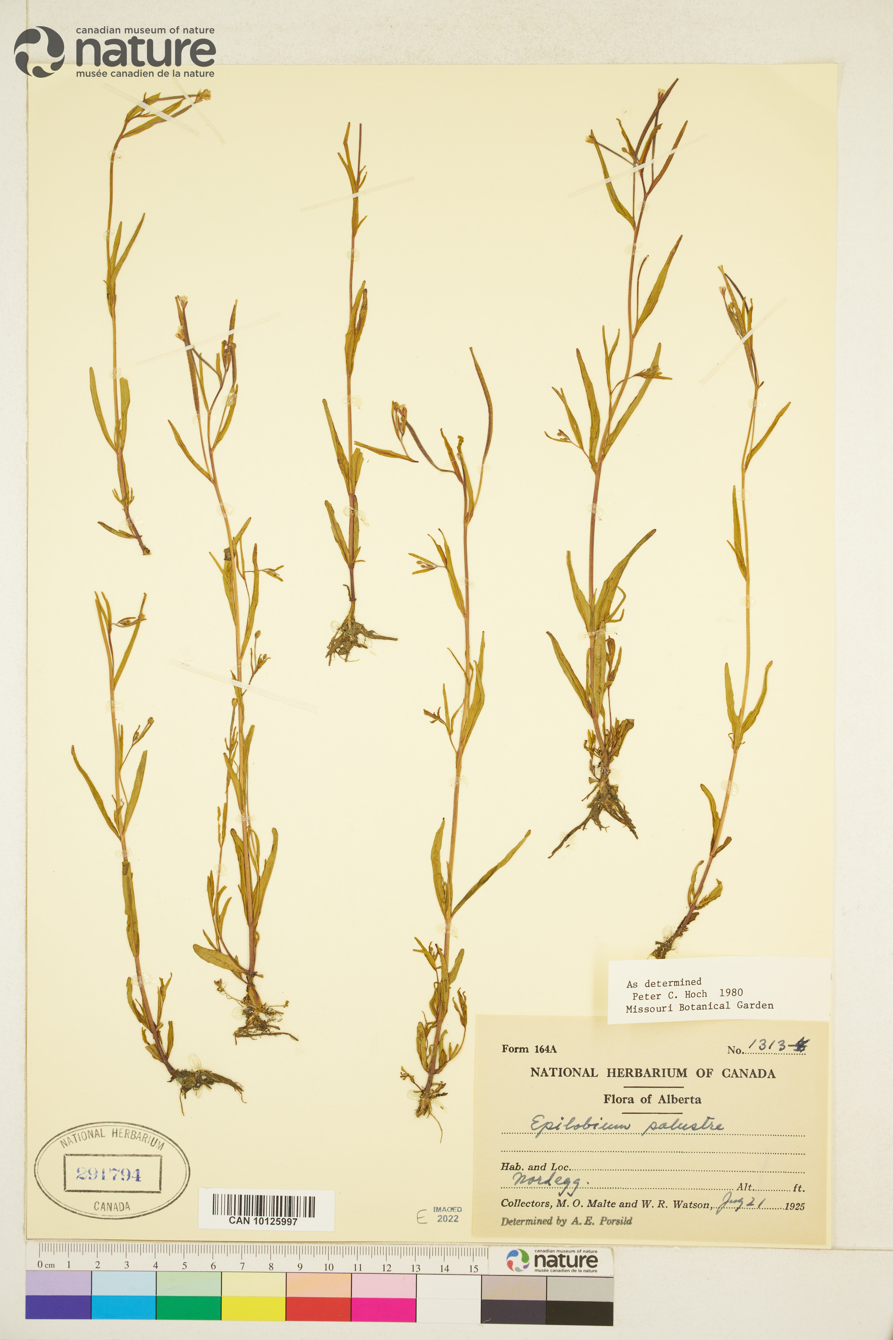 Epilobium palustre image