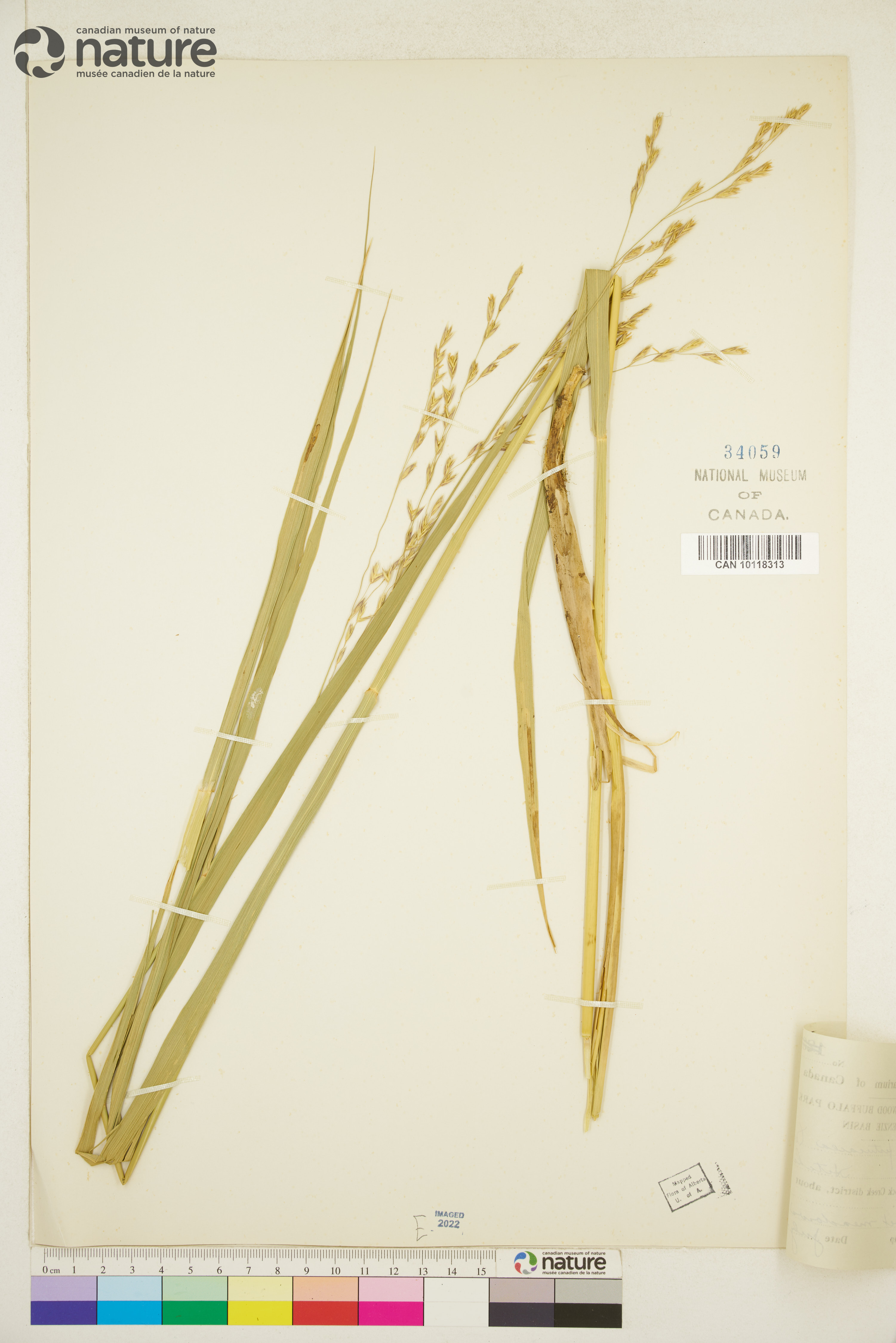 Scolochloa festucacea image