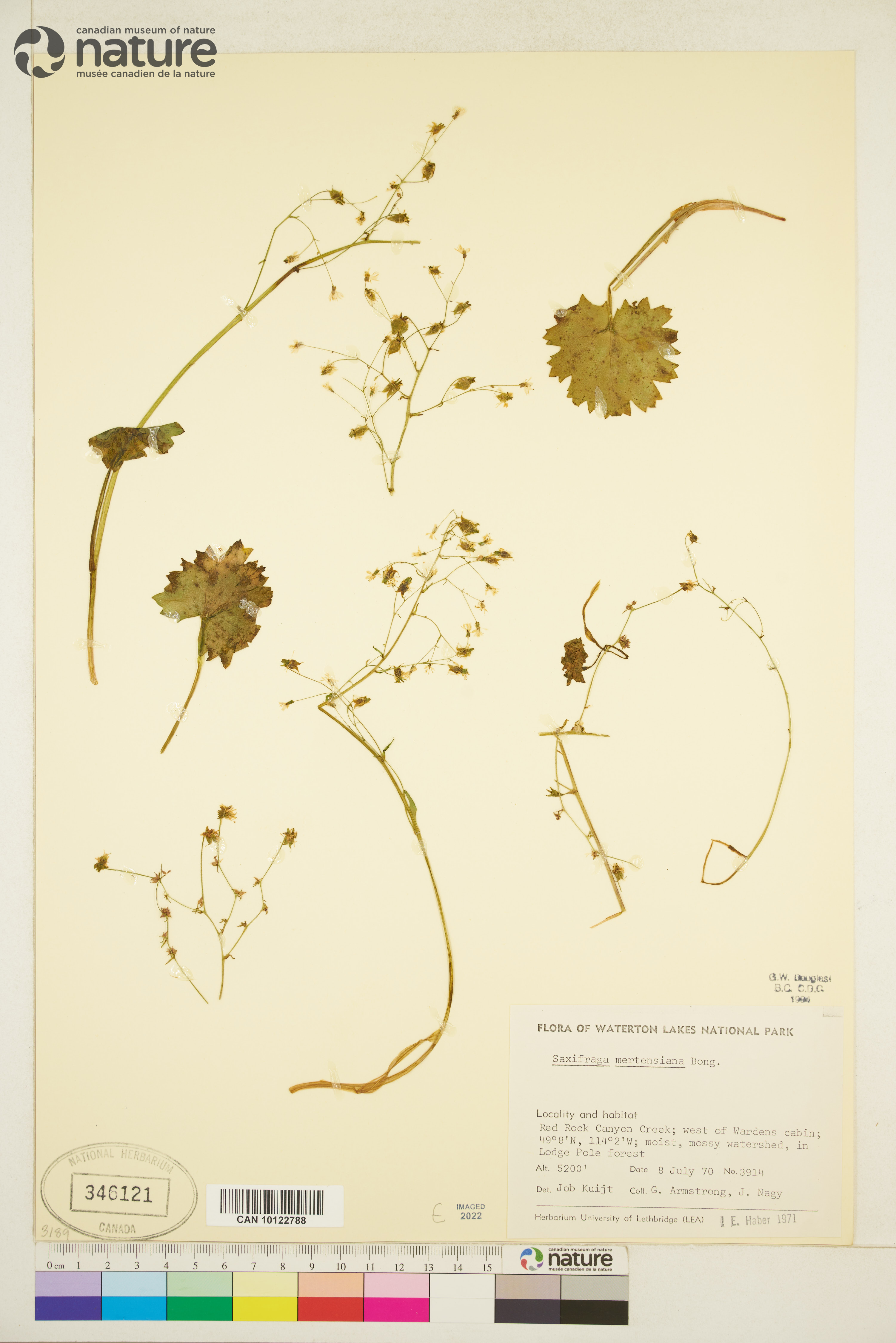 Saxifraga mertensiana image