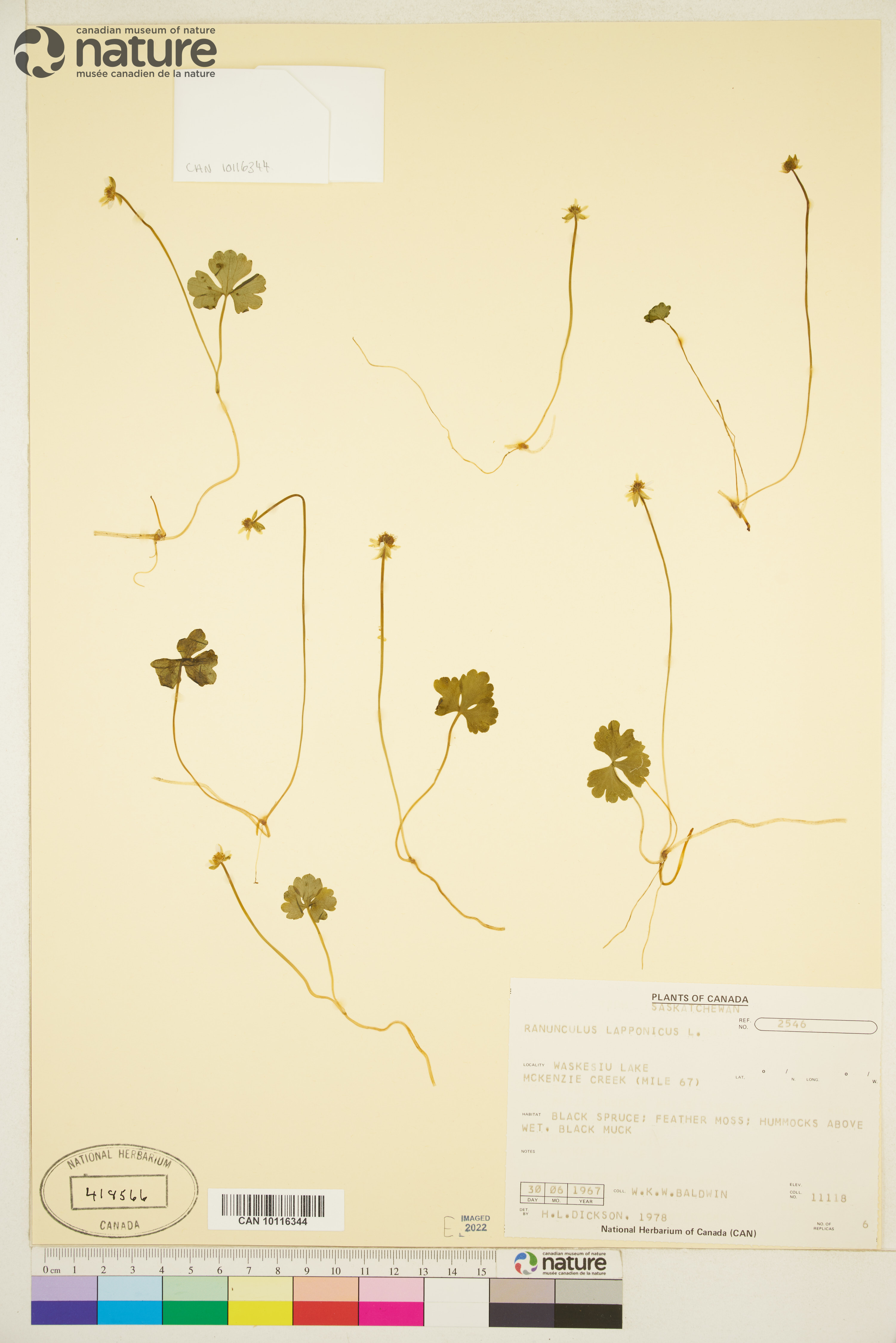 Ranunculus lapponicus image
