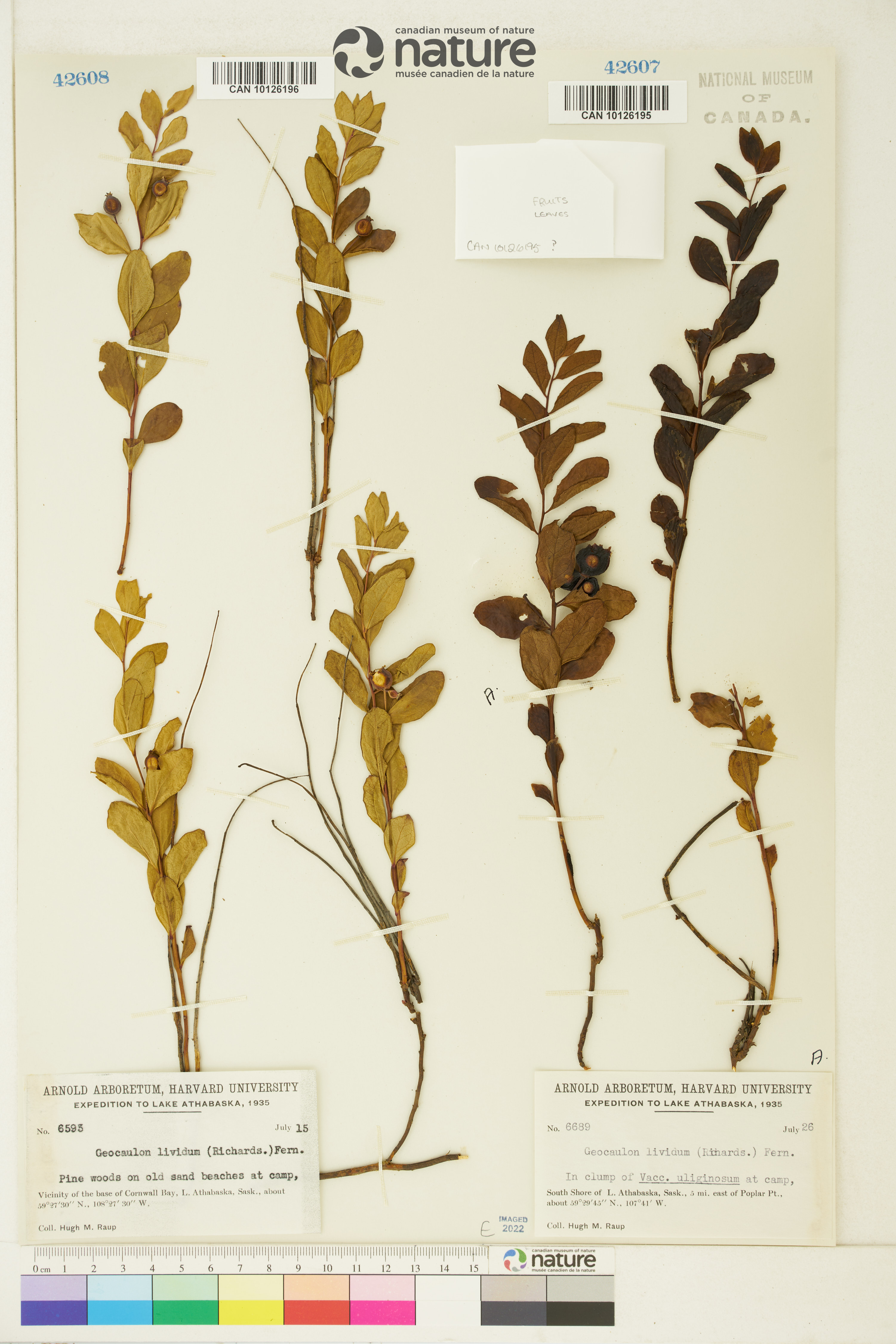 Geocaulon lividum image