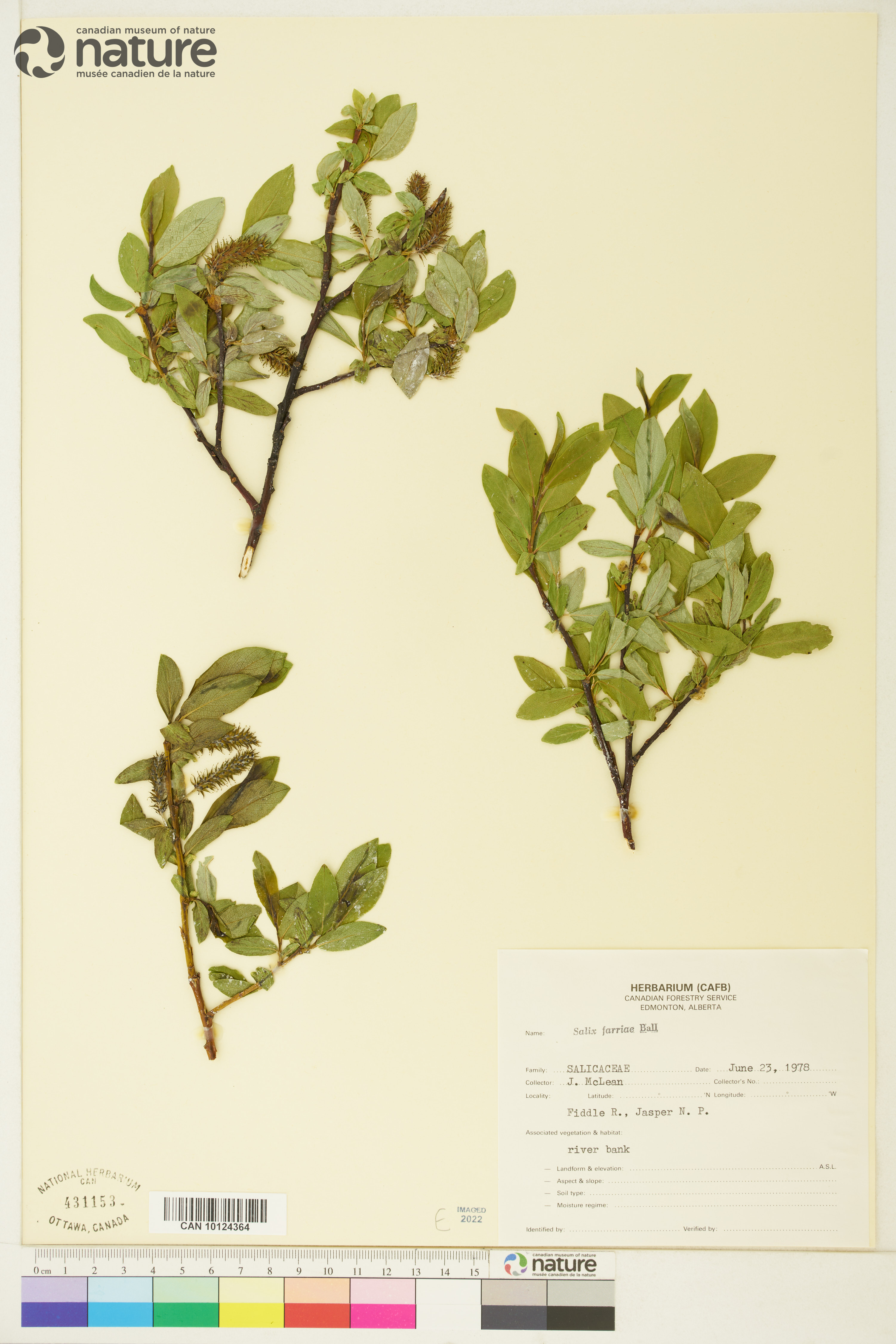 Salix farriae image
