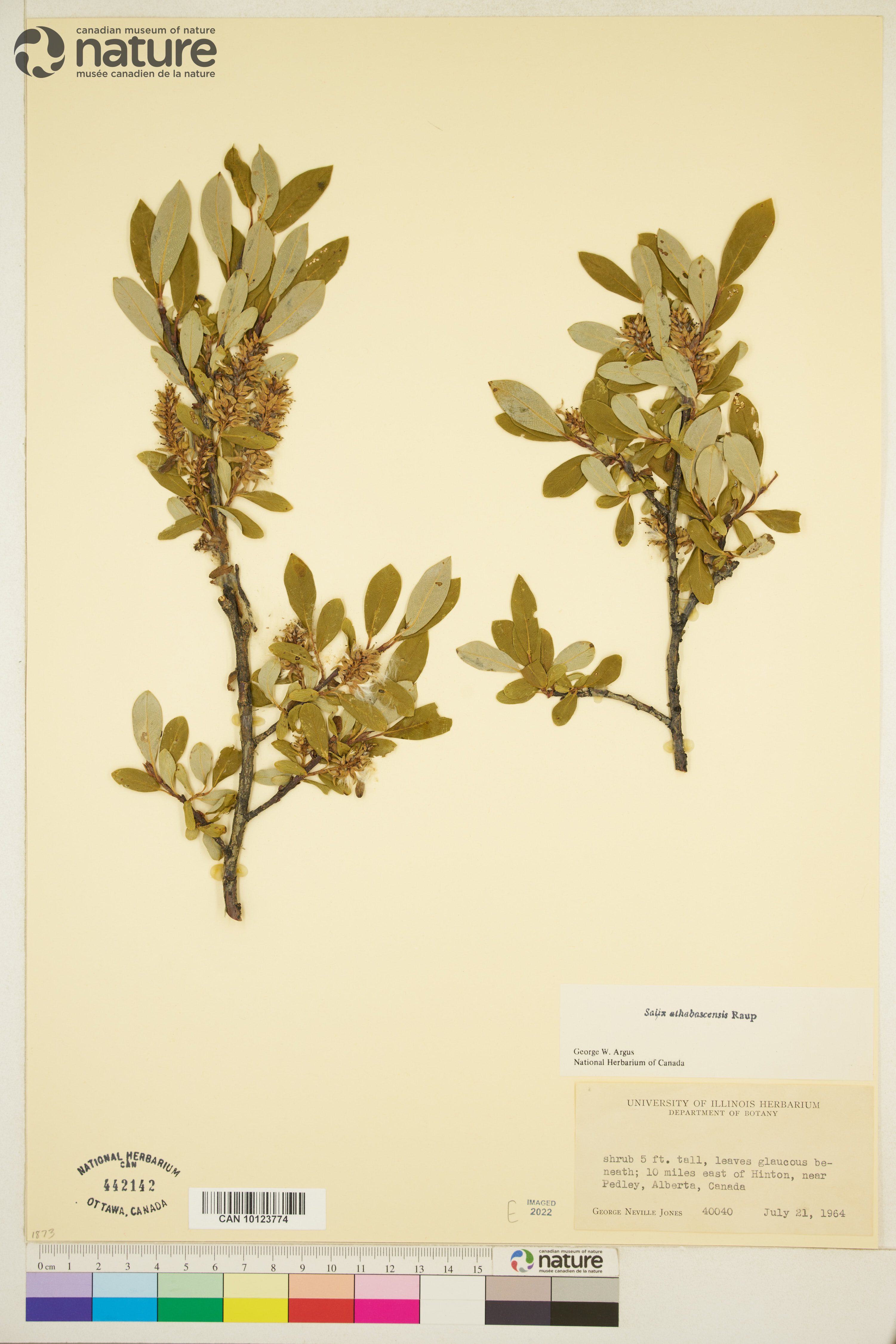 Salix athabascensis image