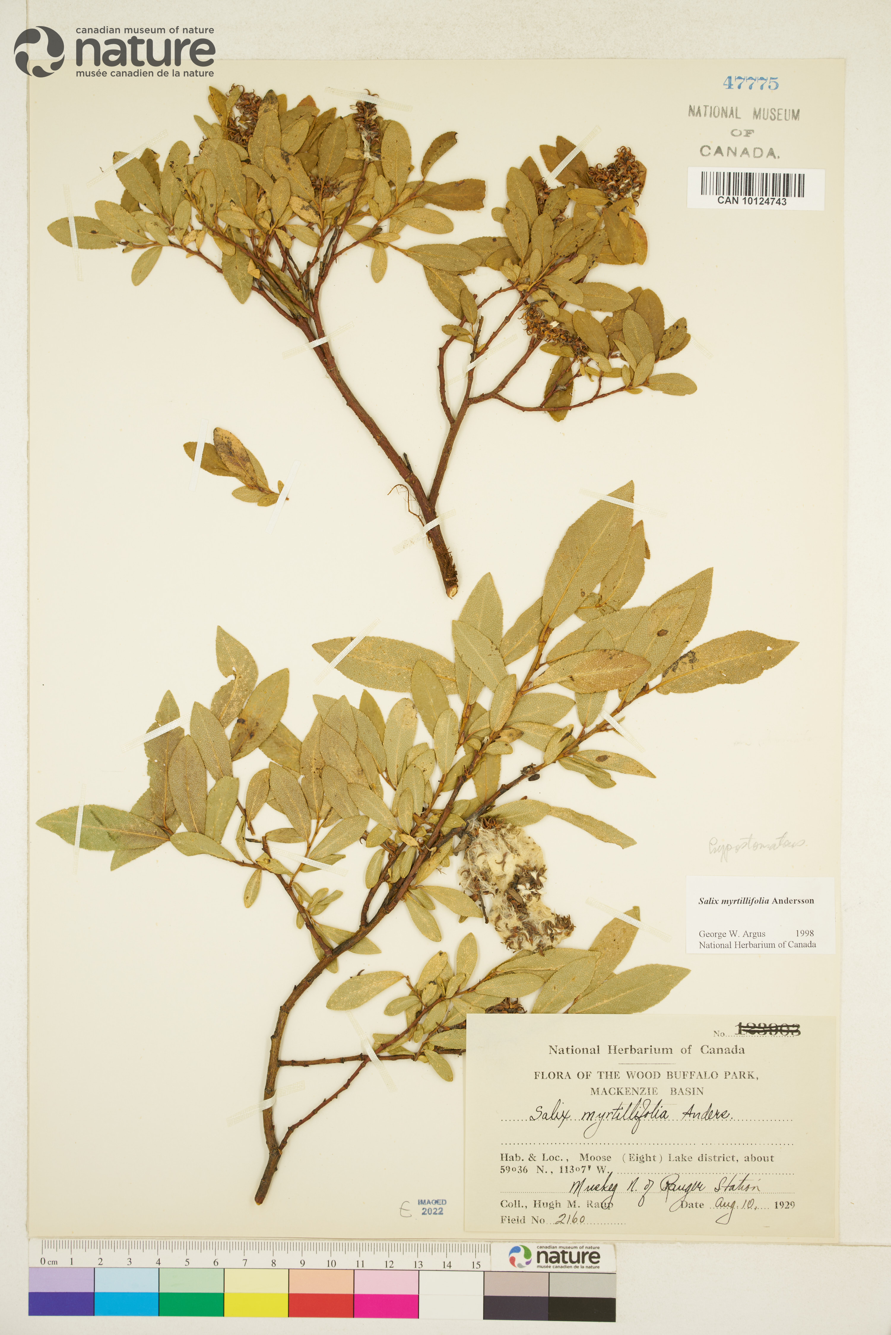 Salix myrtillifolia image