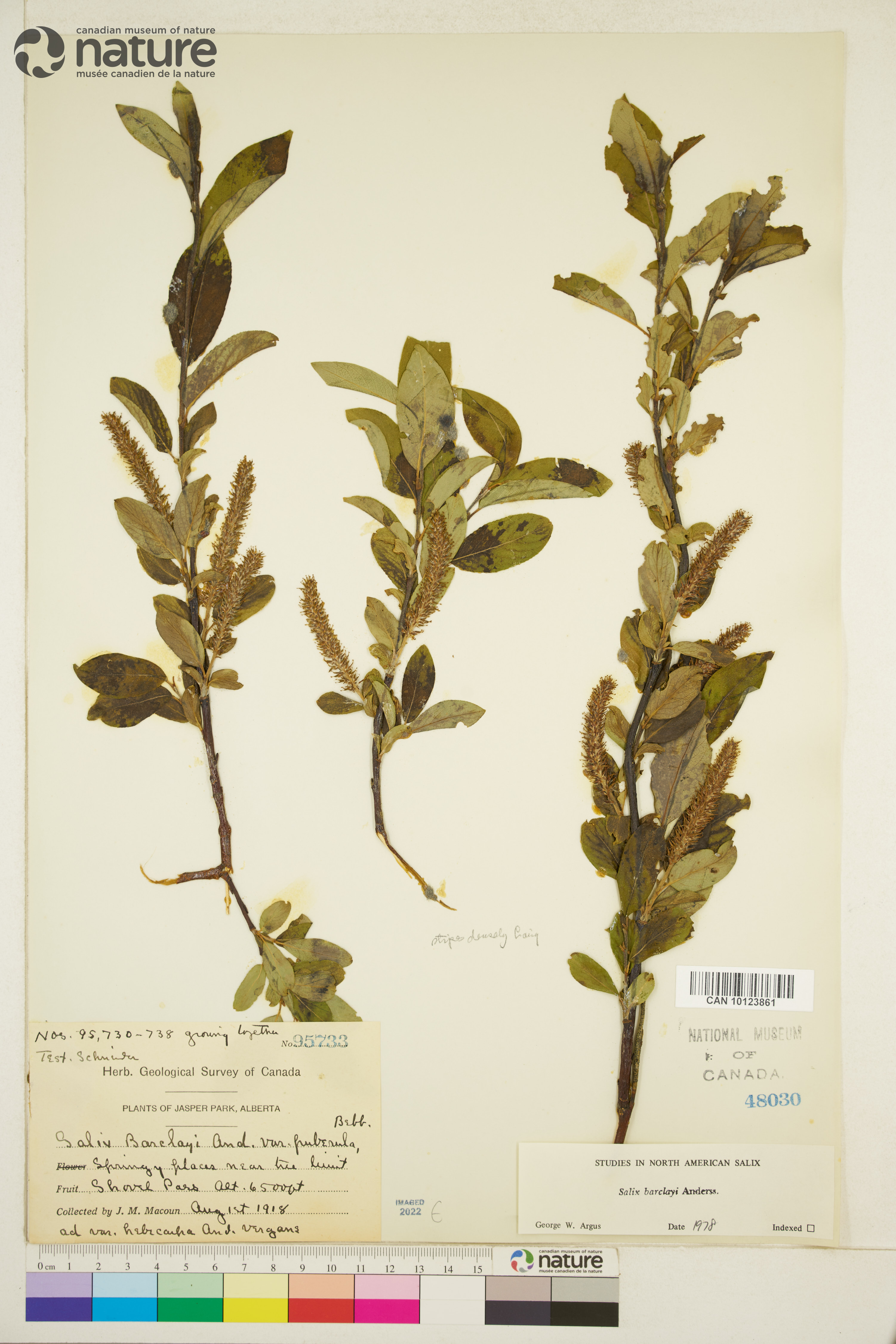 Salix barclayi image