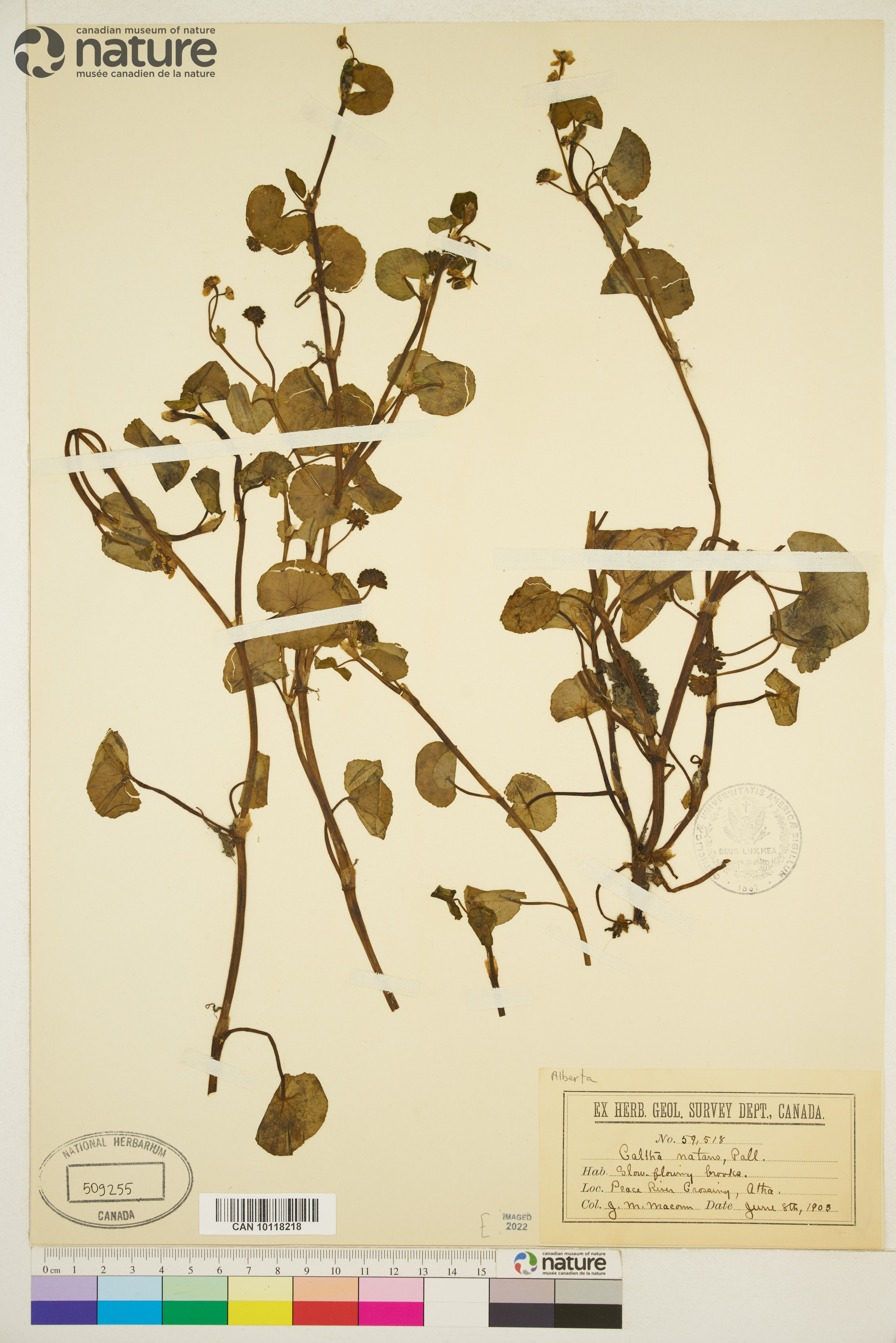 Caltha natans image