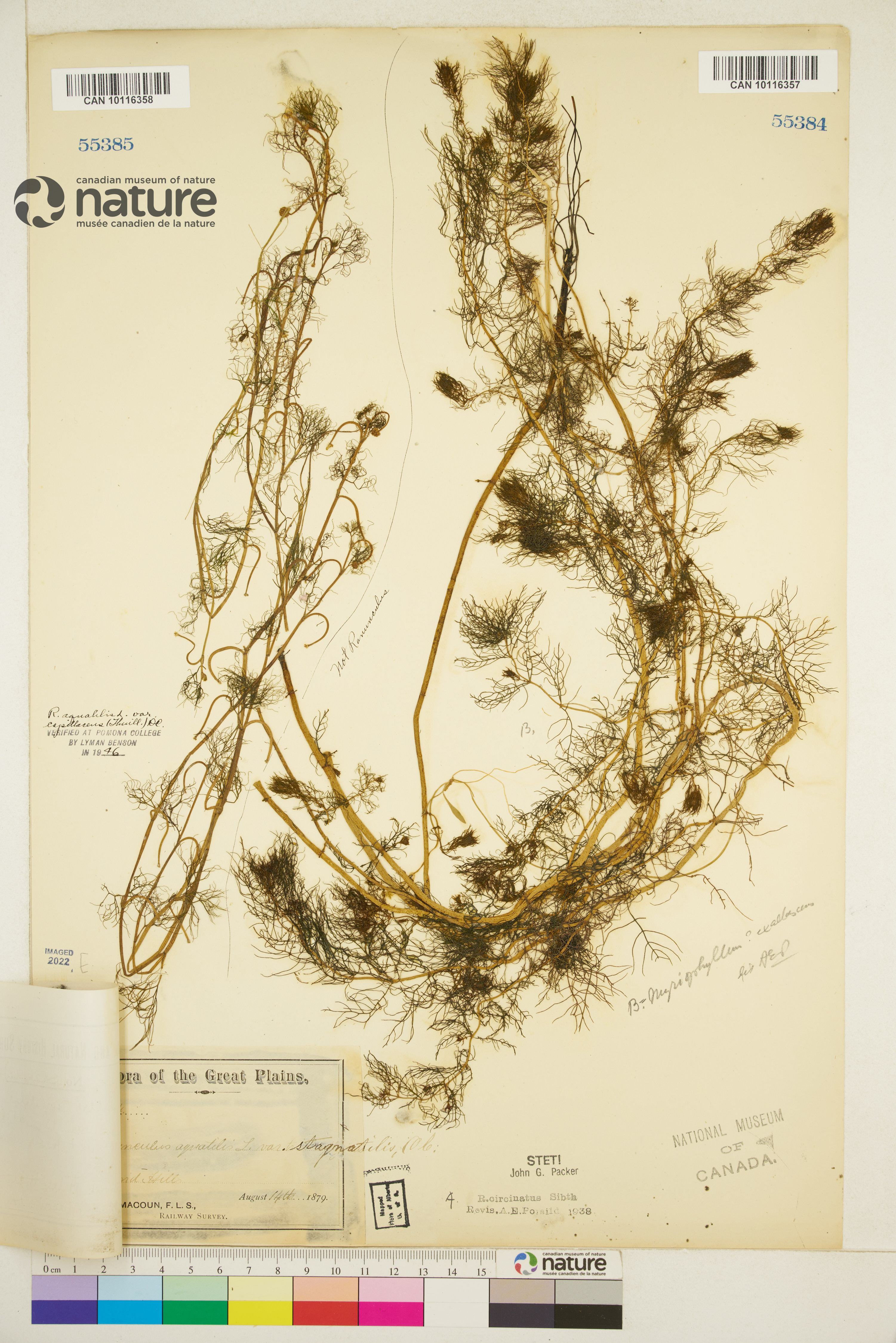 Ranunculus trichophyllus var. eradicatus image