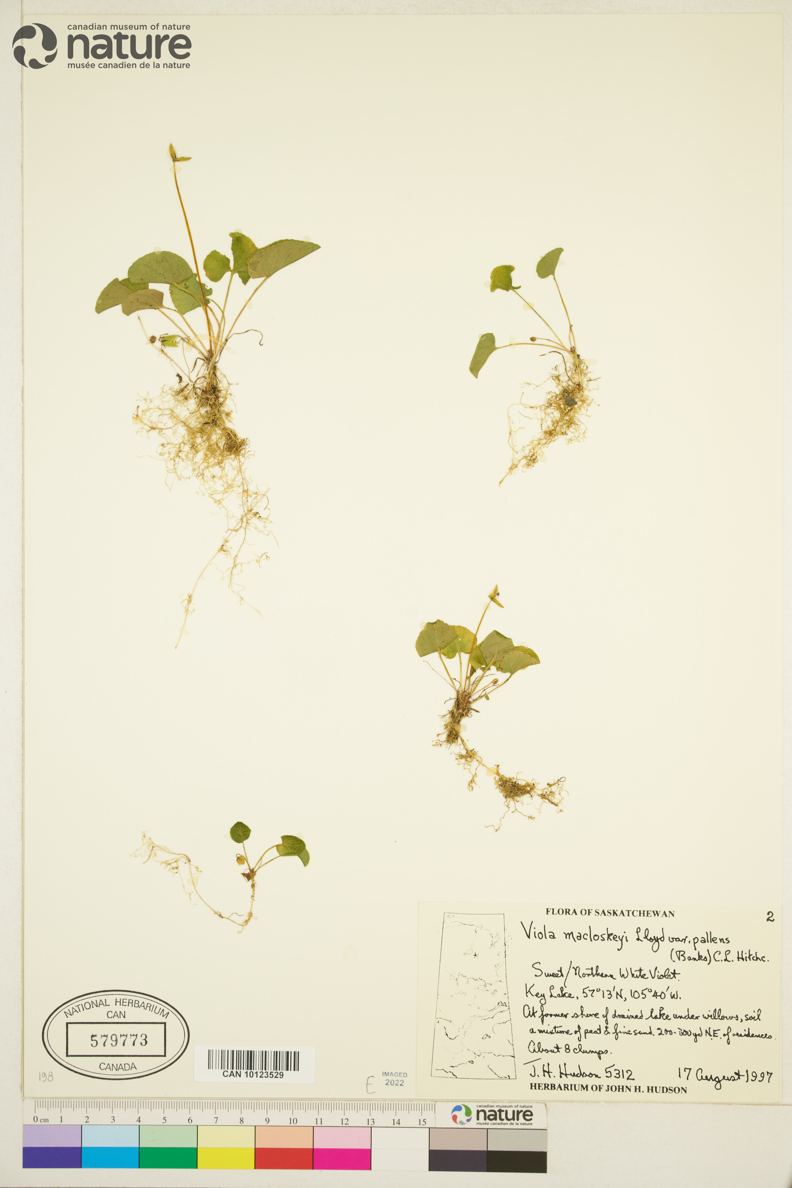 Viola macloskeyi image