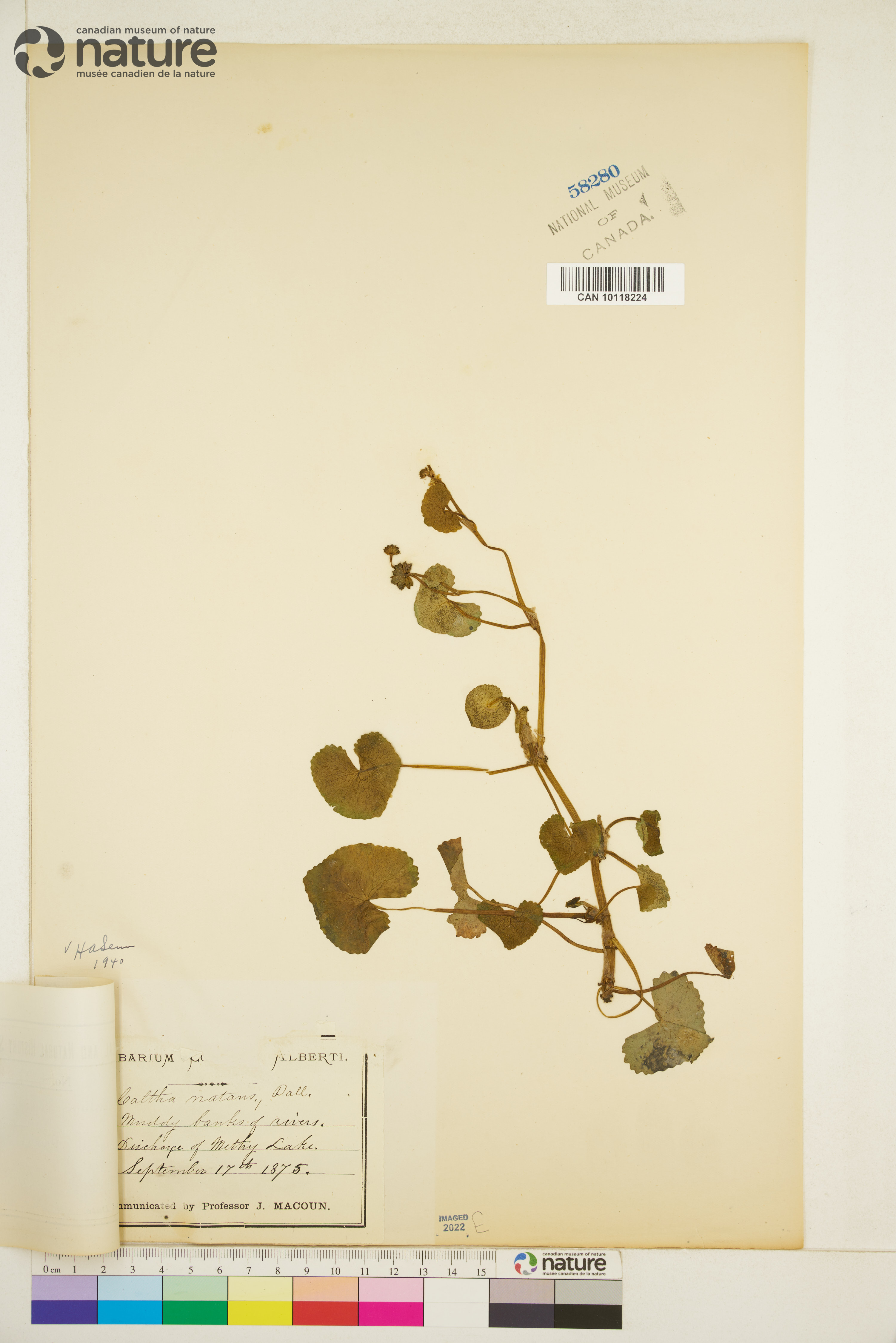 Caltha natans image