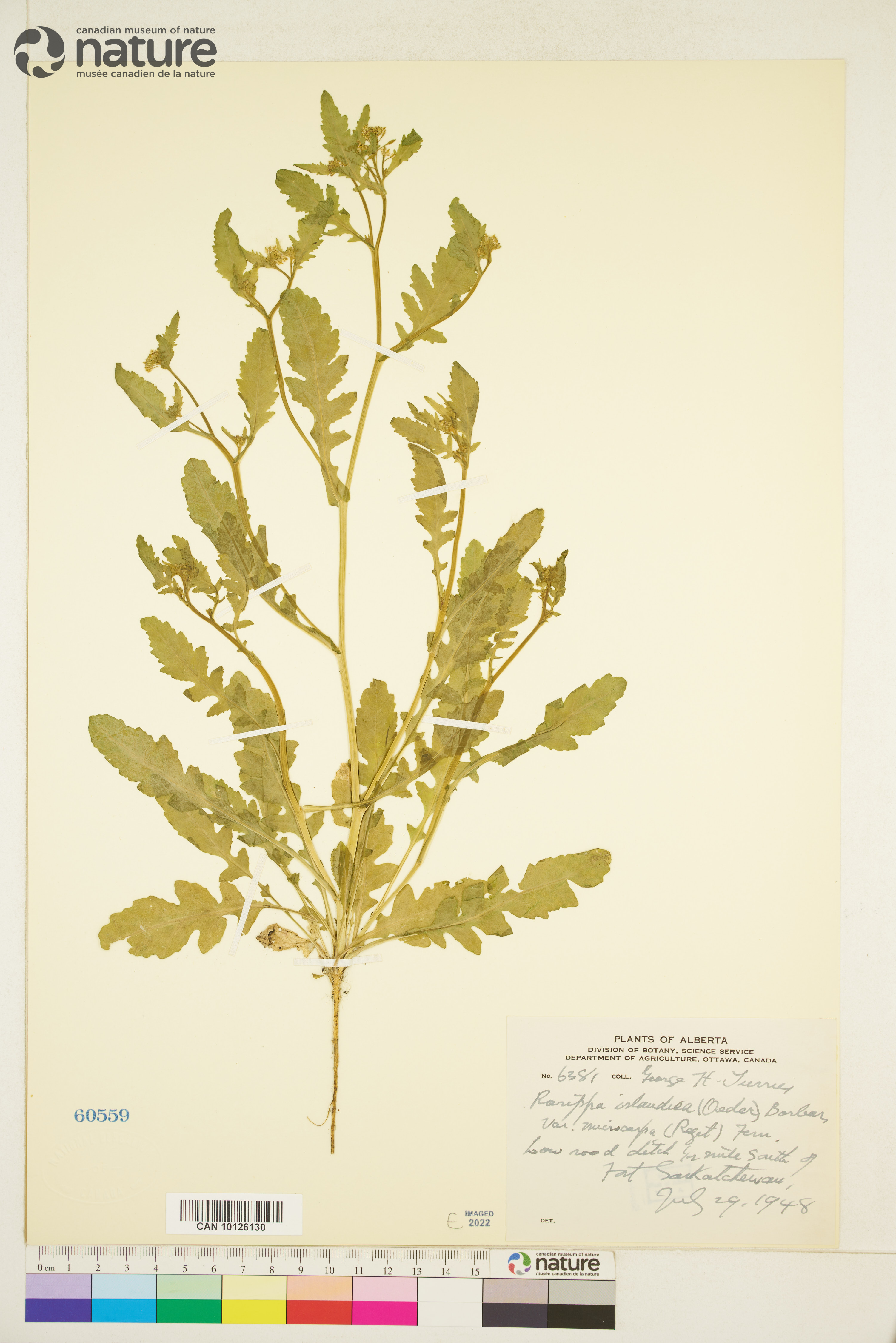Rorippa palustris subsp. fernaldiana image