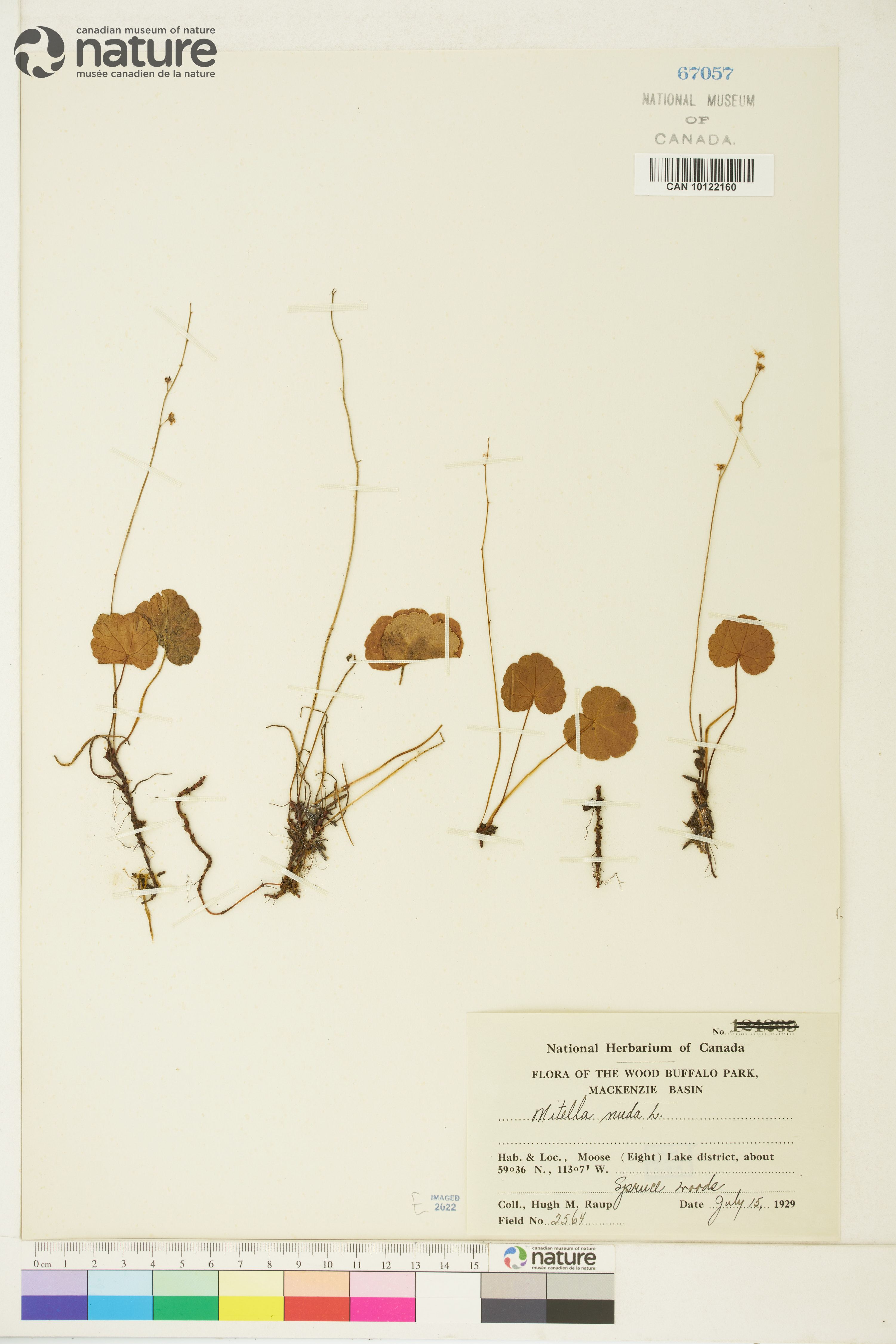 Mitella nuda image