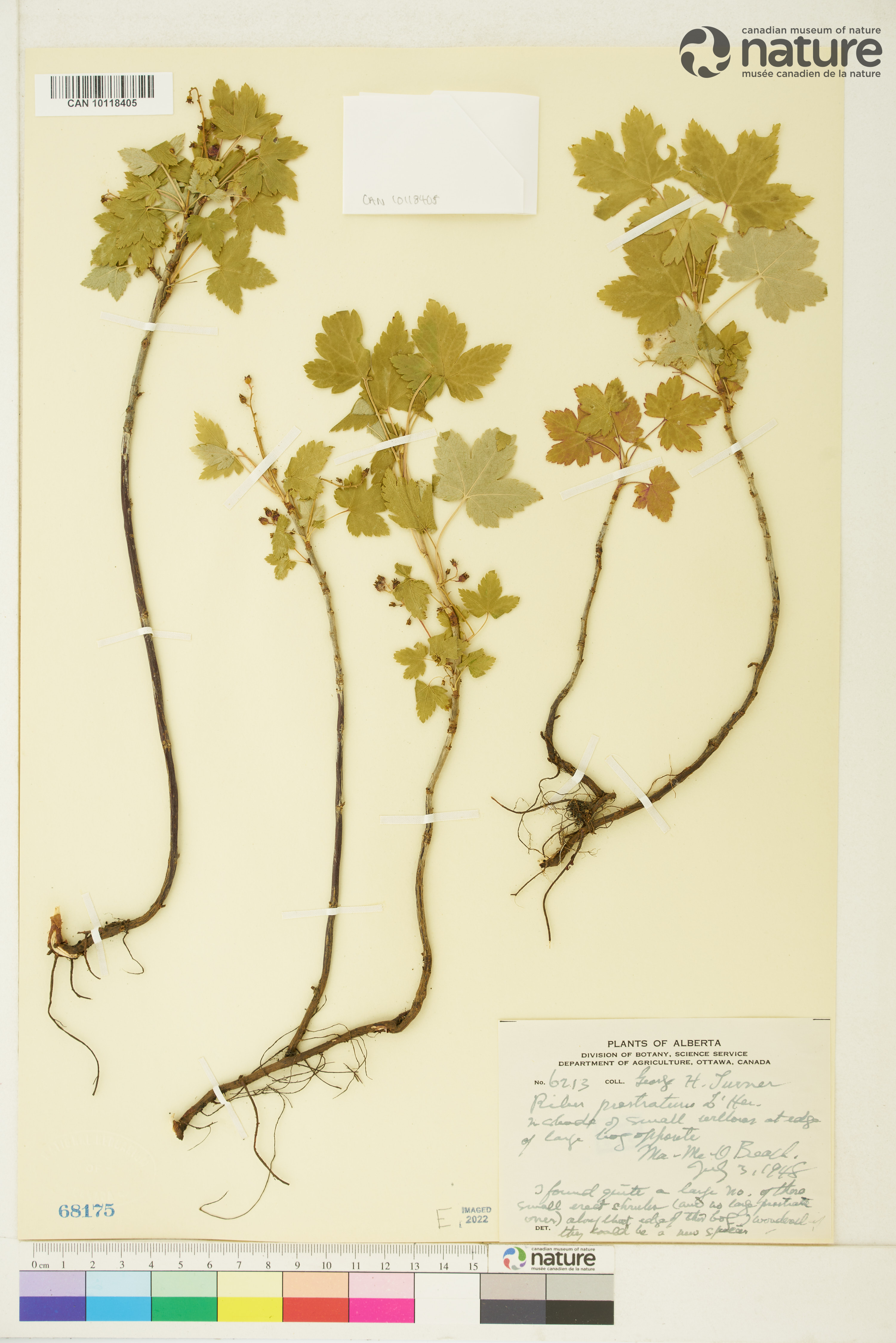 Ribes glandulosum image