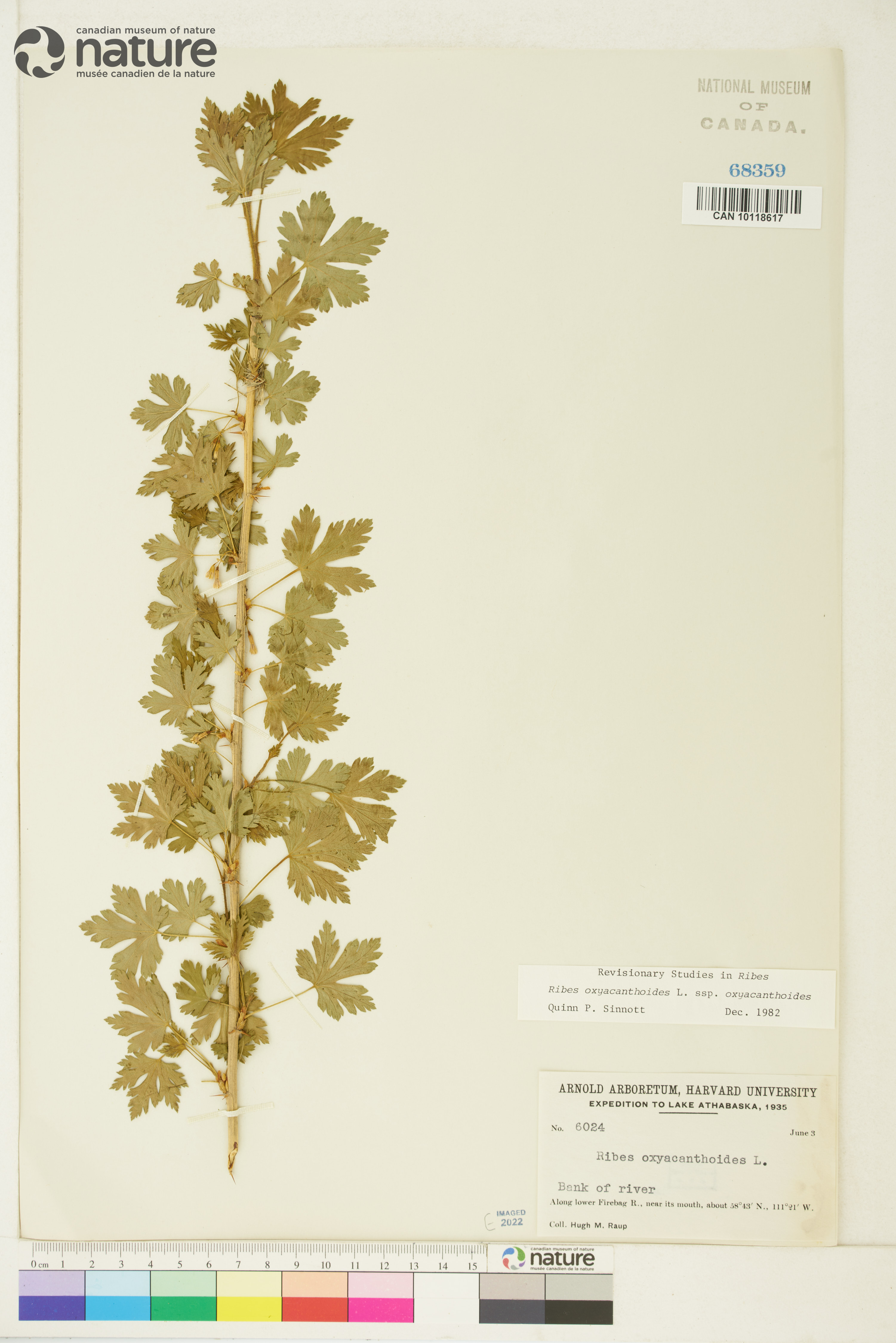 Ribes oxyacanthoides image