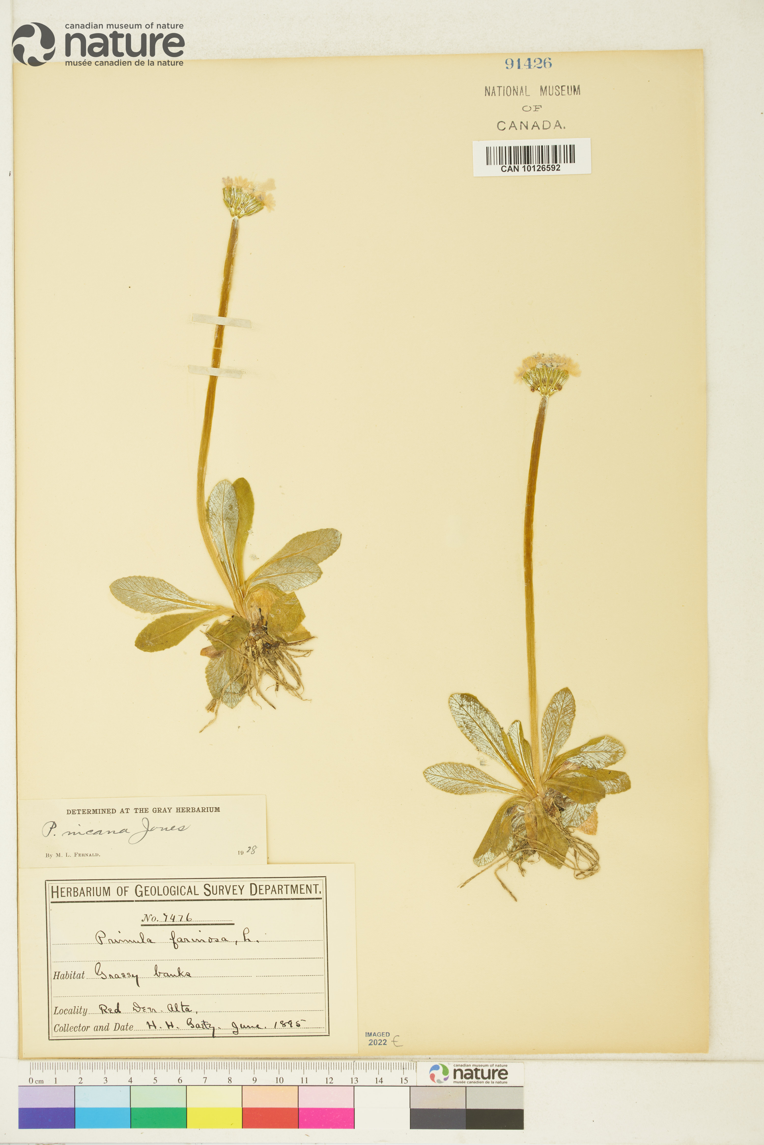 Primula incana image
