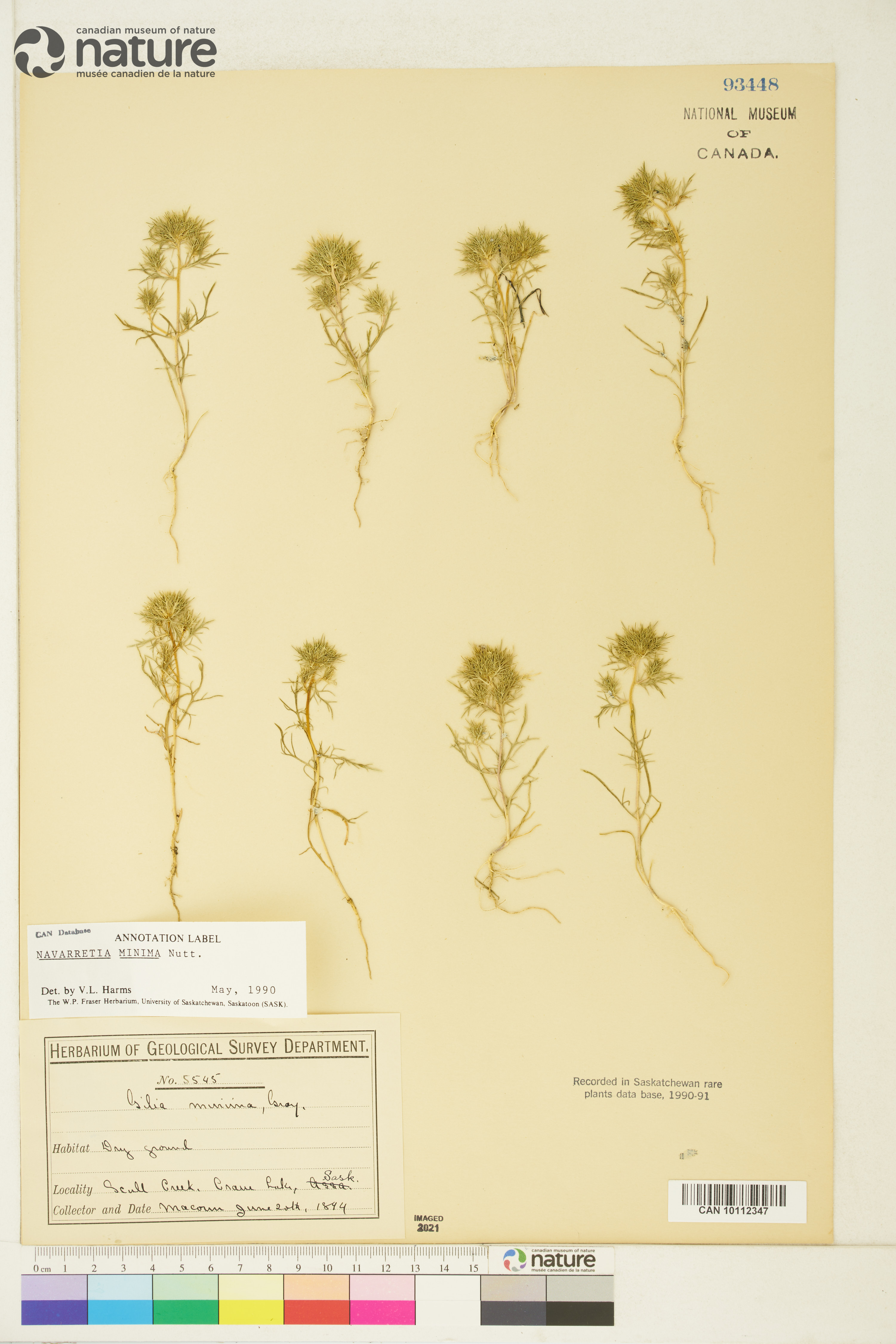 Navarretia leucocephala var. minima image