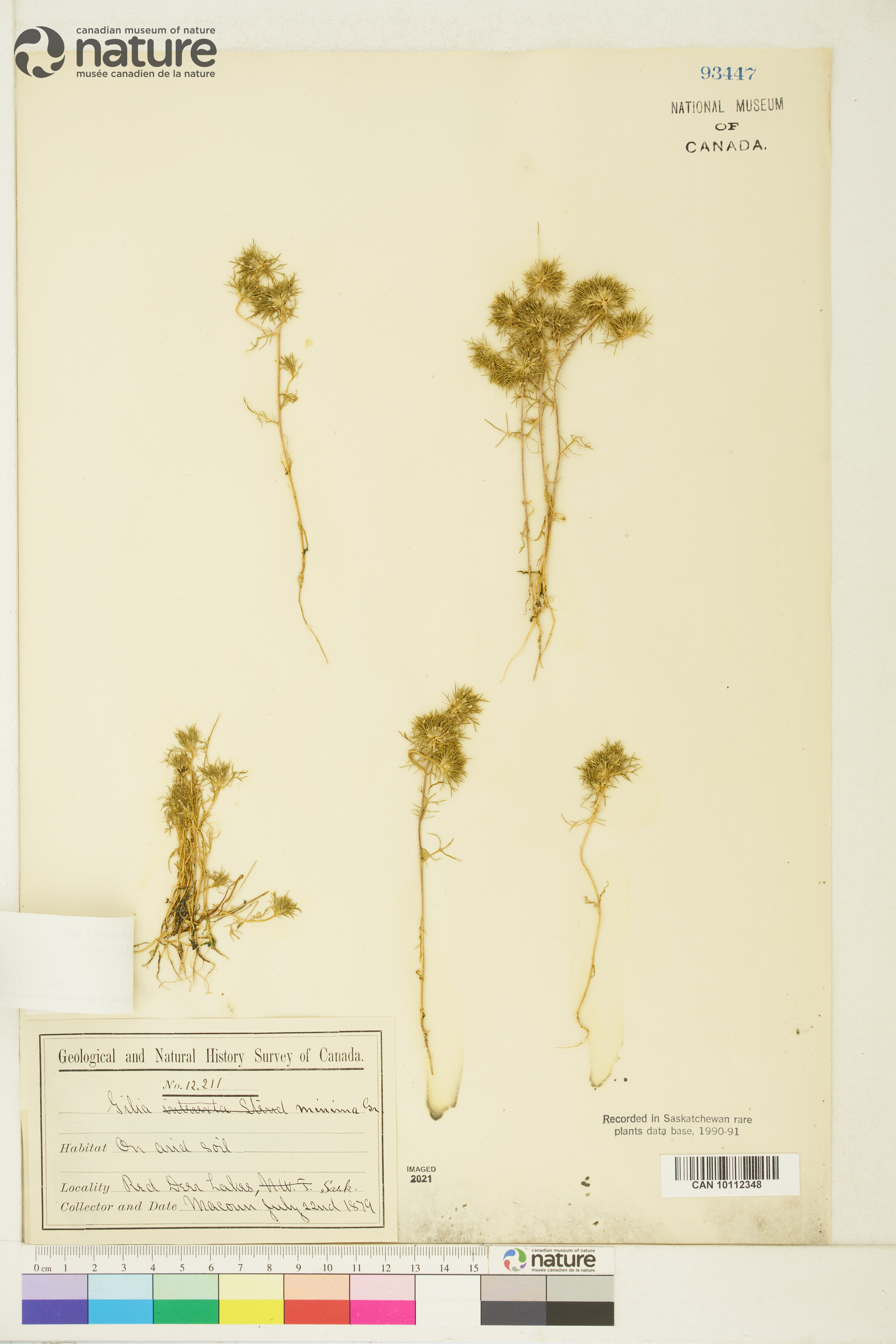 Navarretia leucocephala image