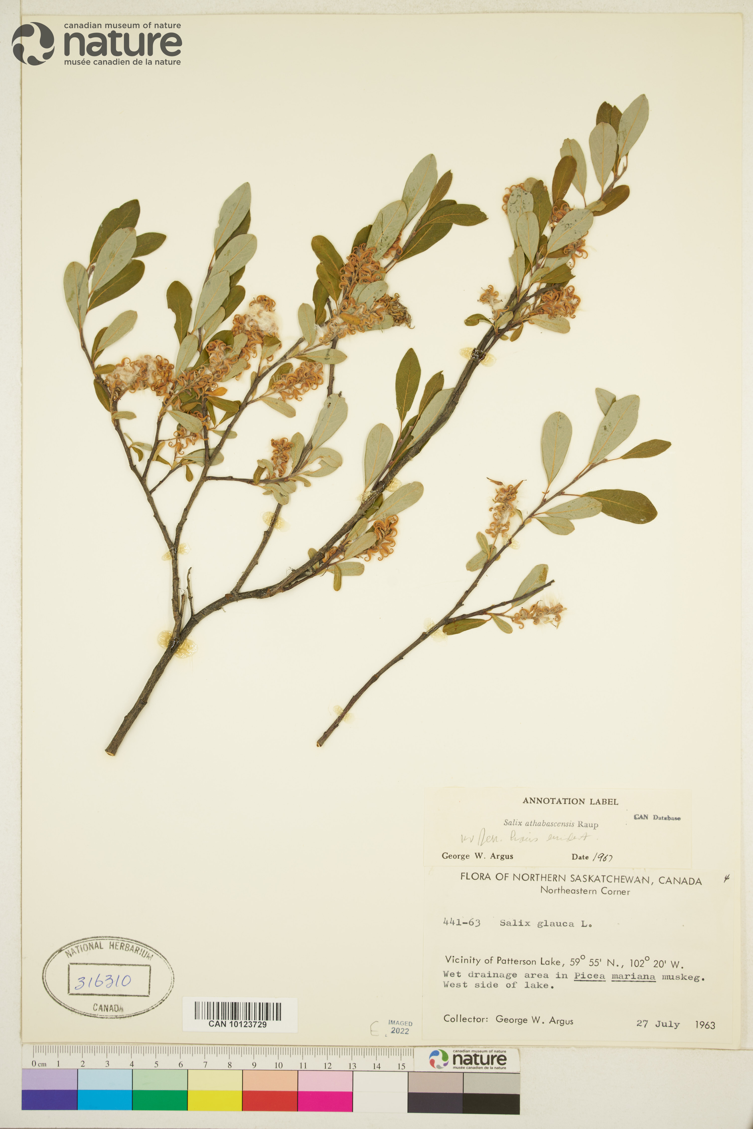 Salix athabascensis image