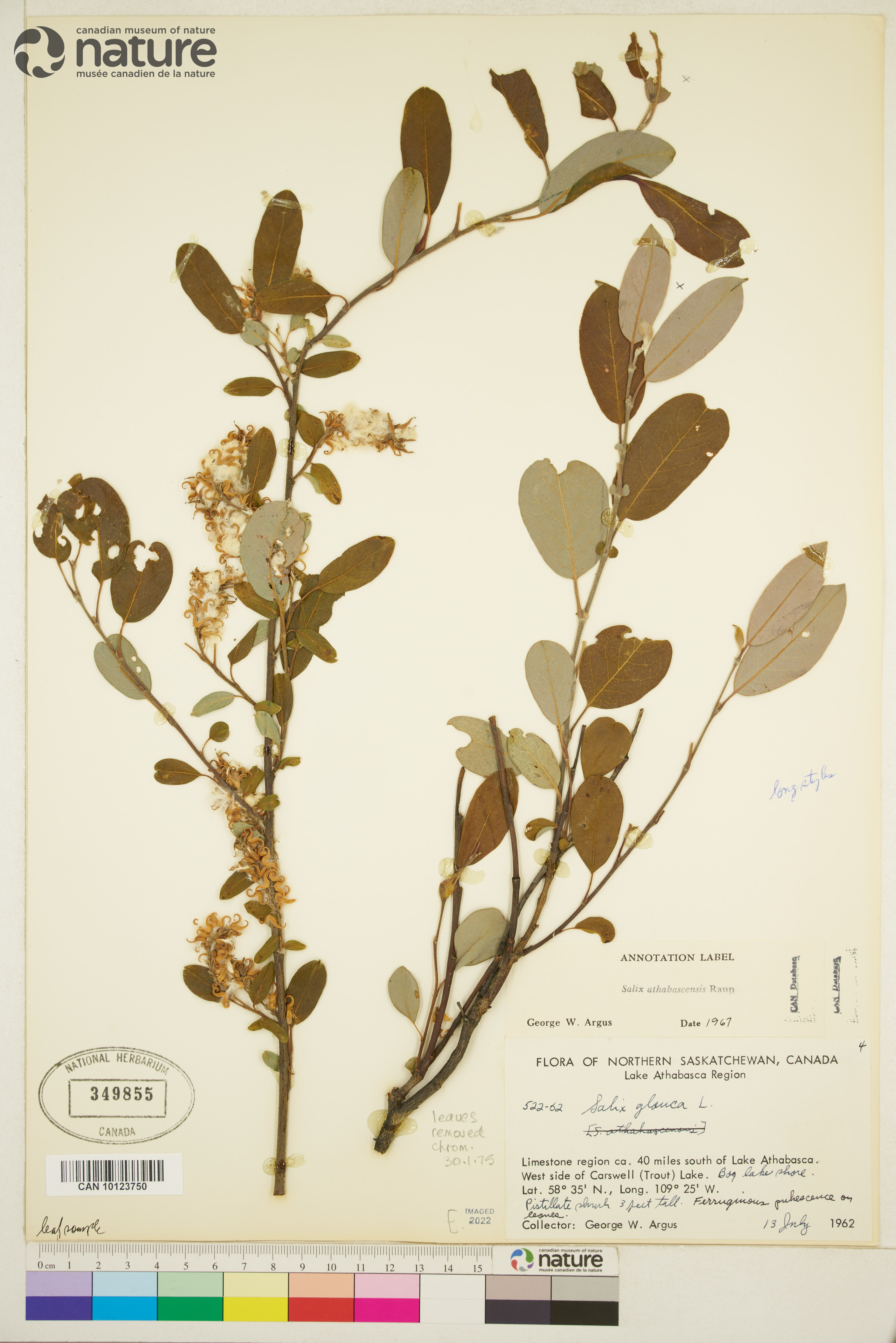 Salix athabascensis image