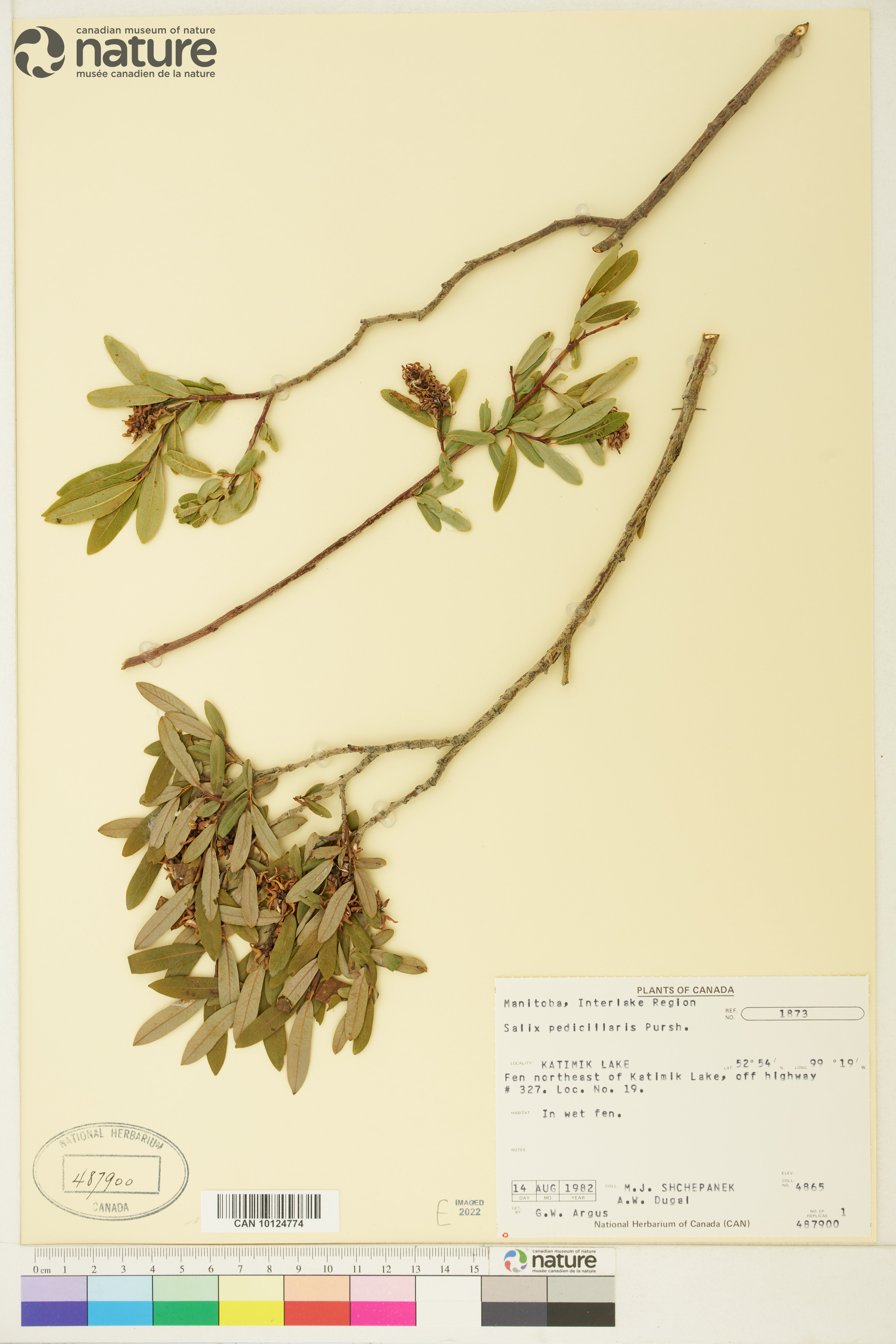 Salix pedicellaris image