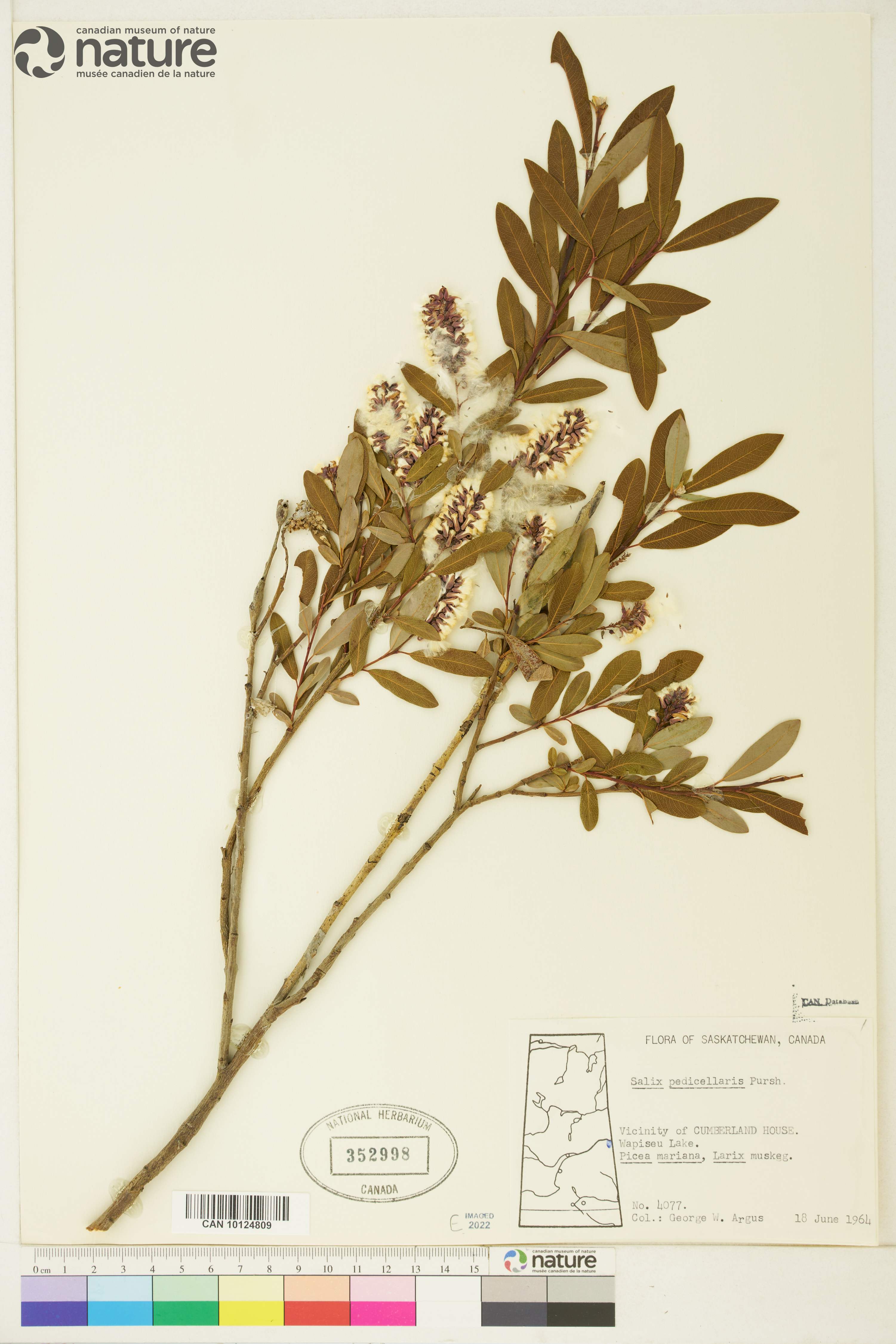 Salix pedicellaris image