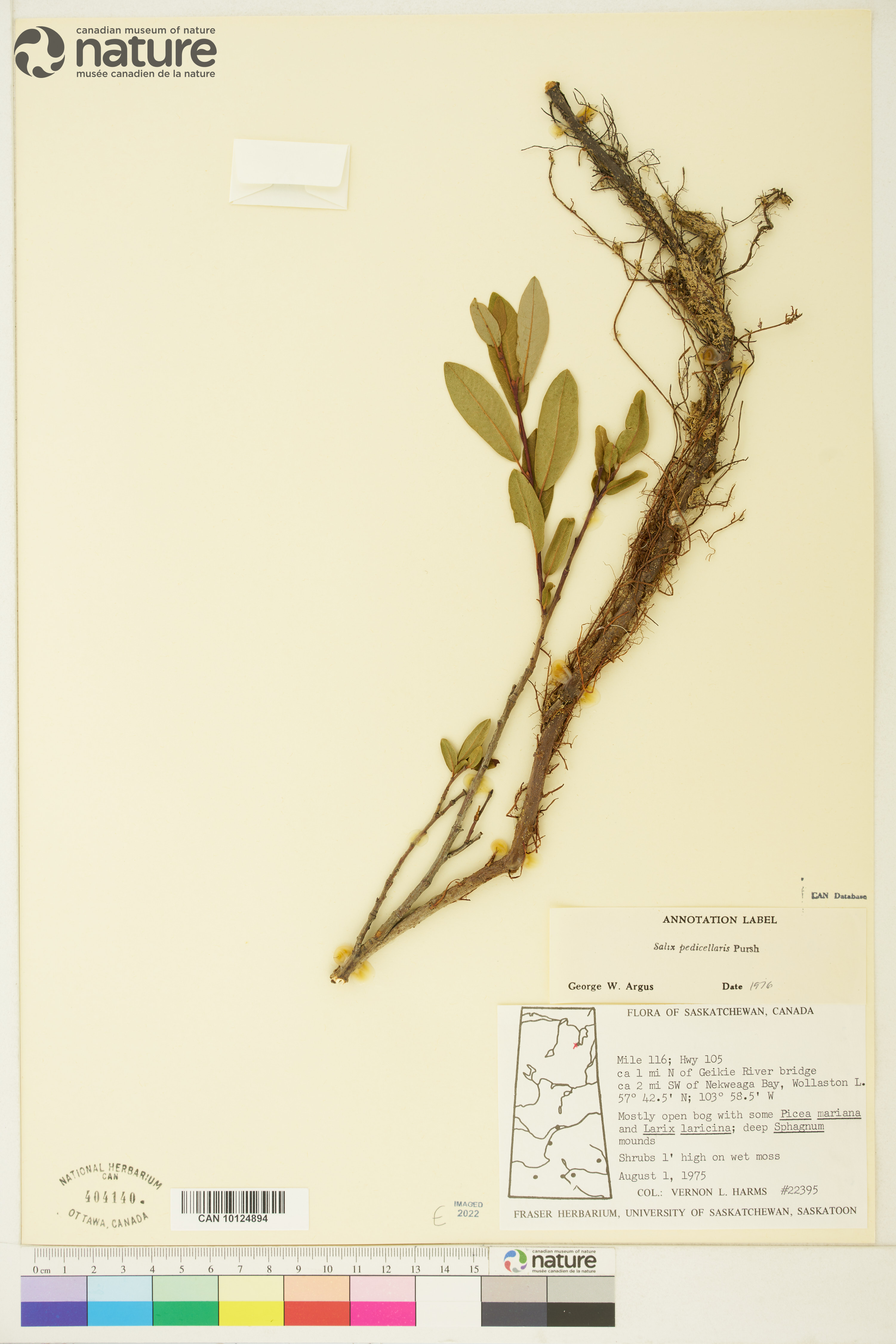 Salix pedicellaris image