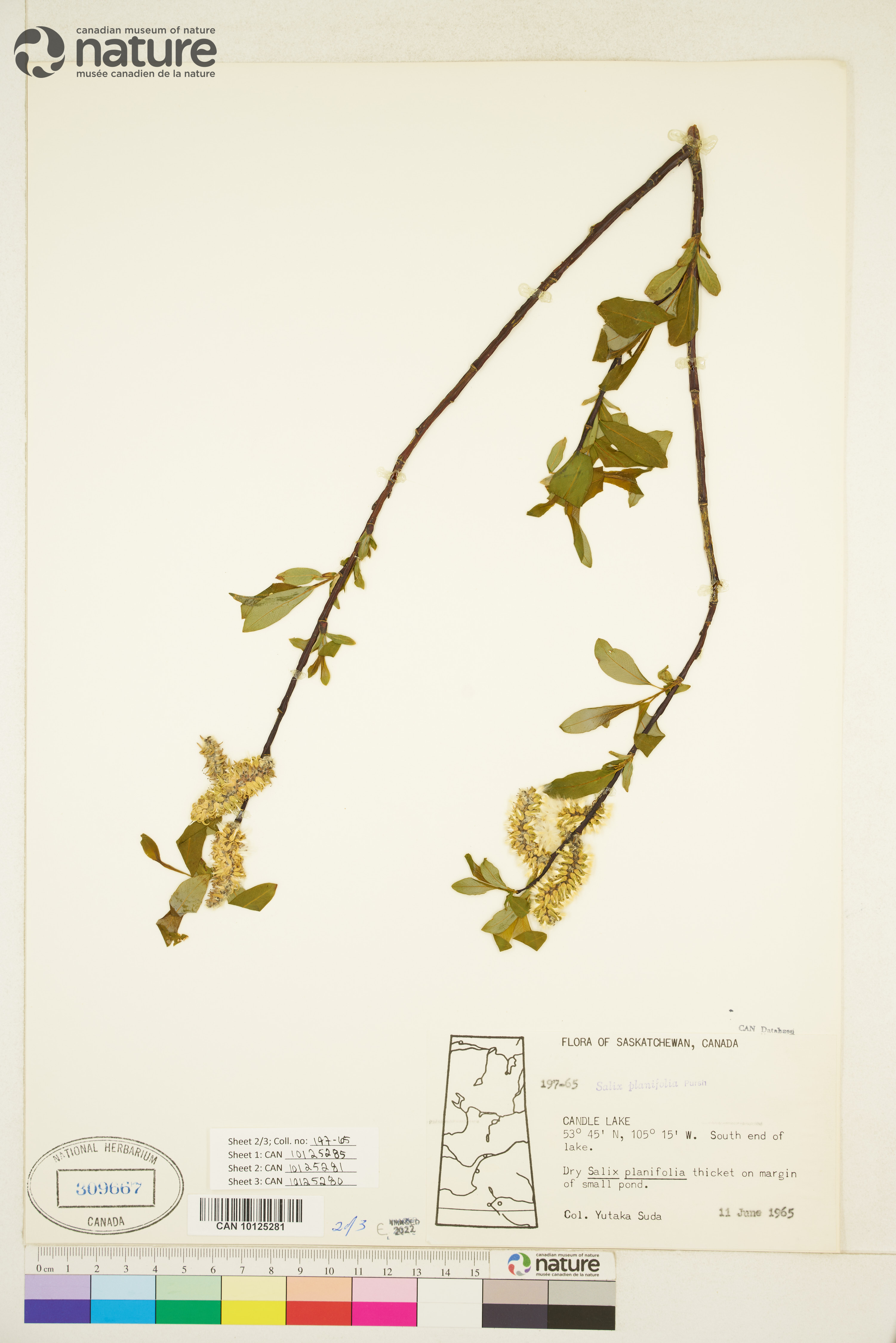 Salix planifolia subsp. planifolia image