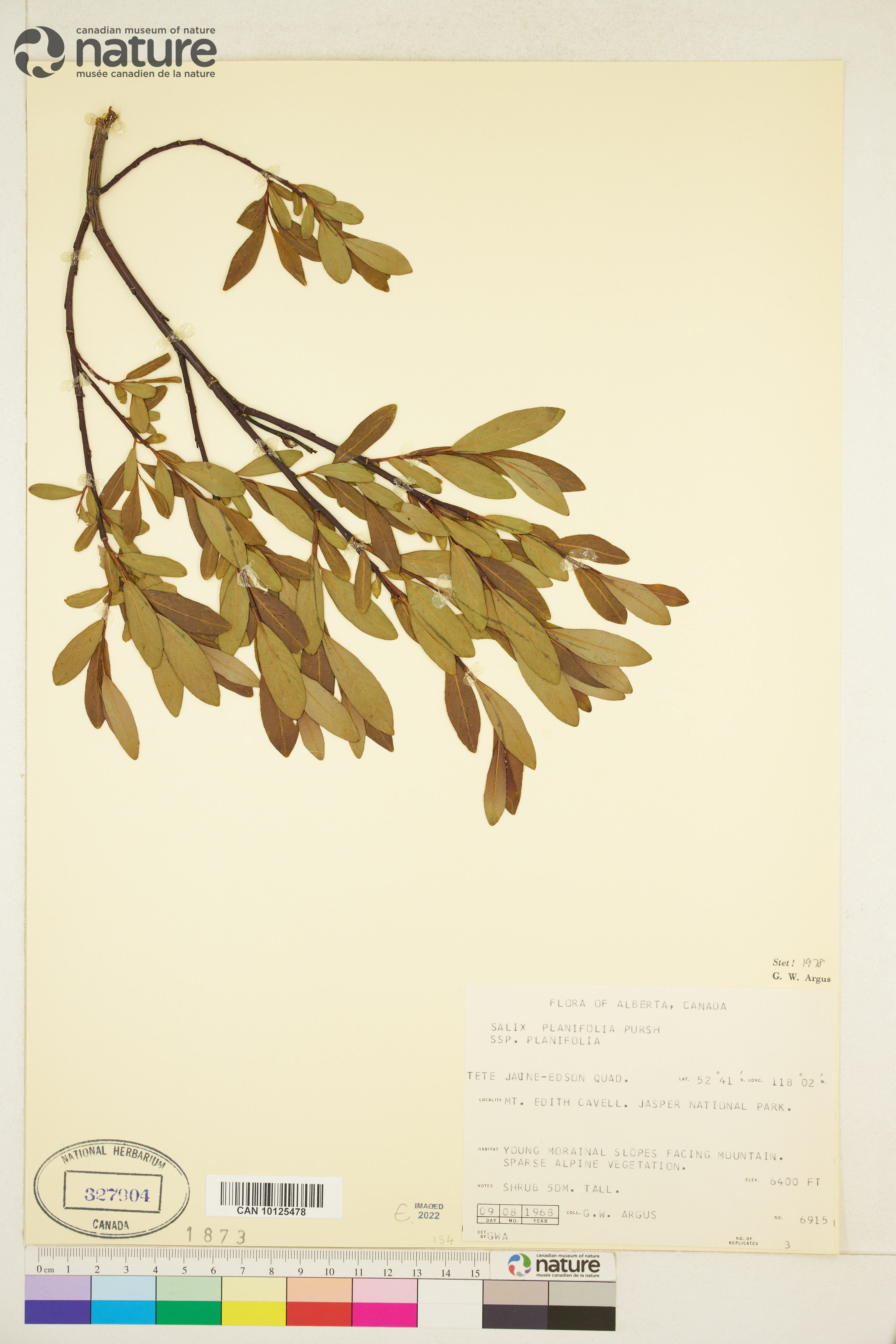 Salix planifolia subsp. planifolia image