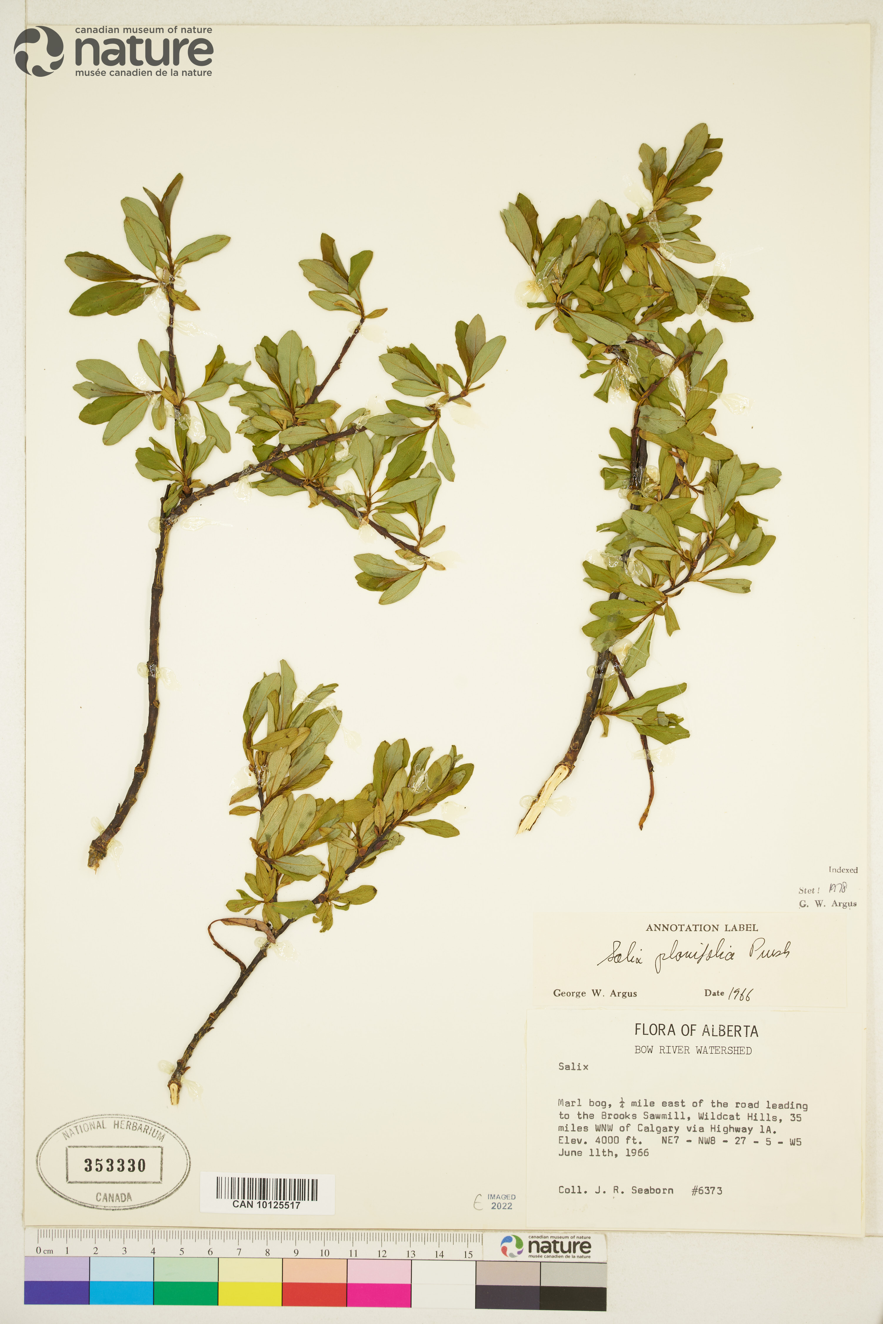 Salix planifolia subsp. planifolia image