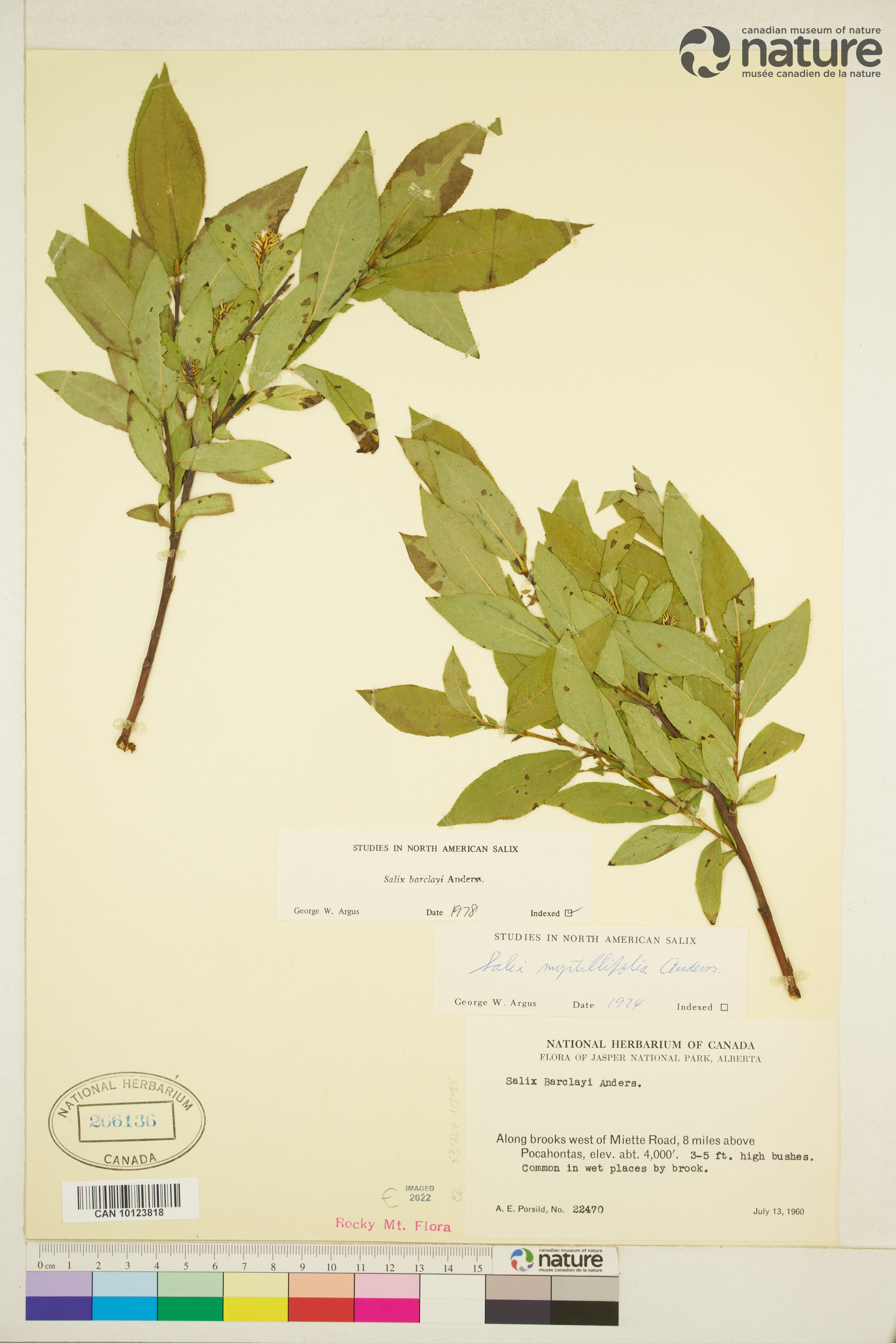 Salix barclayi image