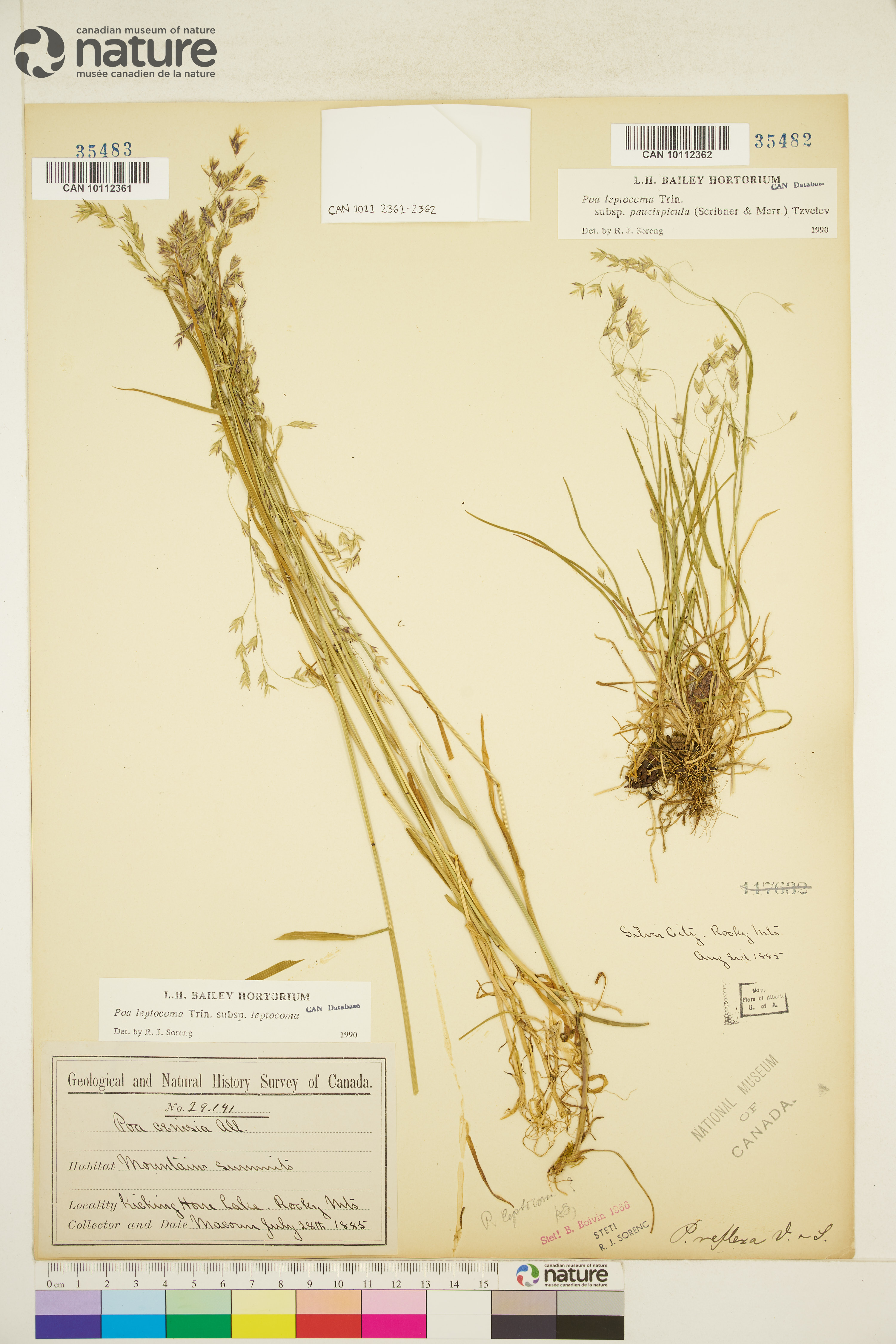 Poa leptocoma subsp. leptocoma image