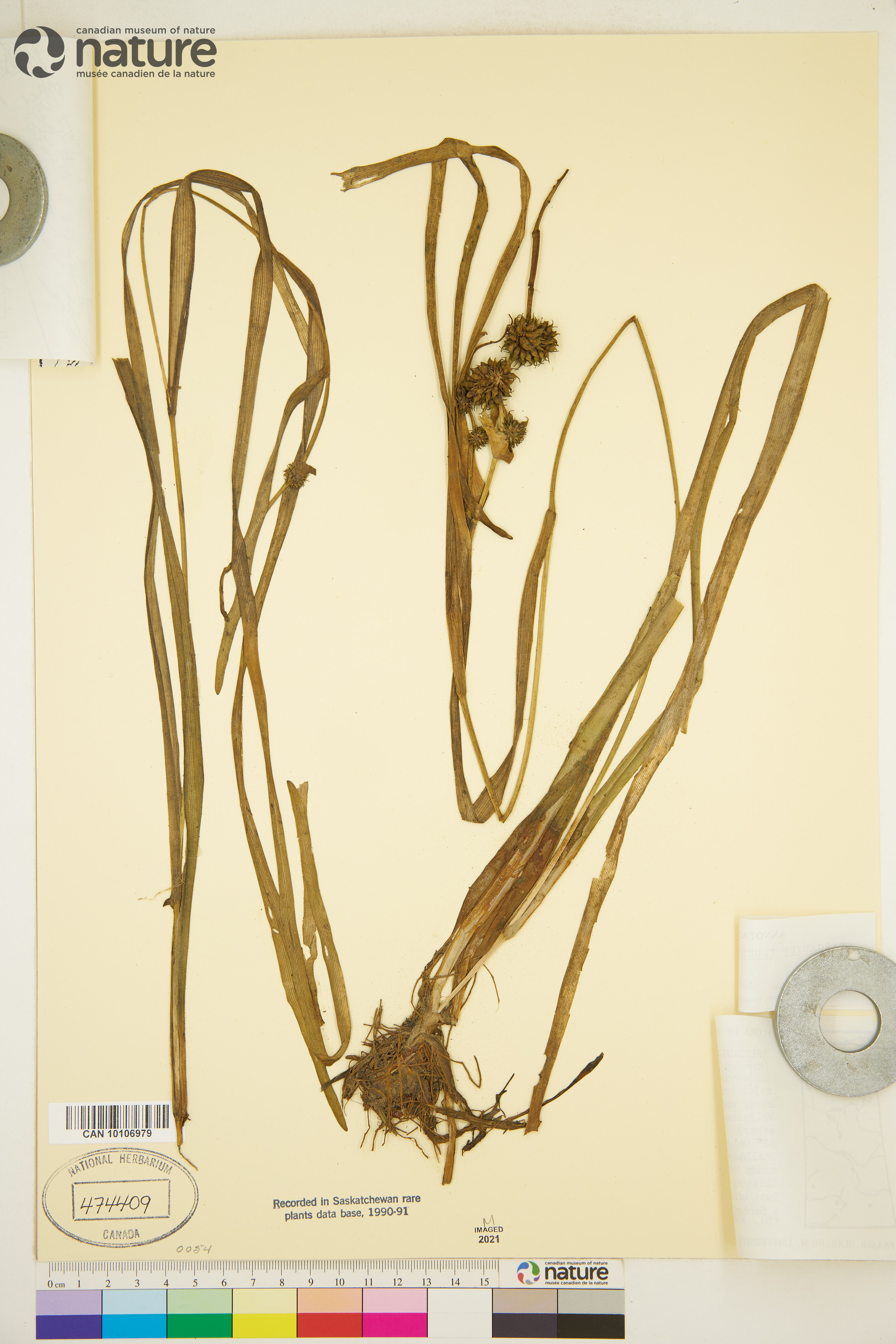 Sparganium fluctuans image