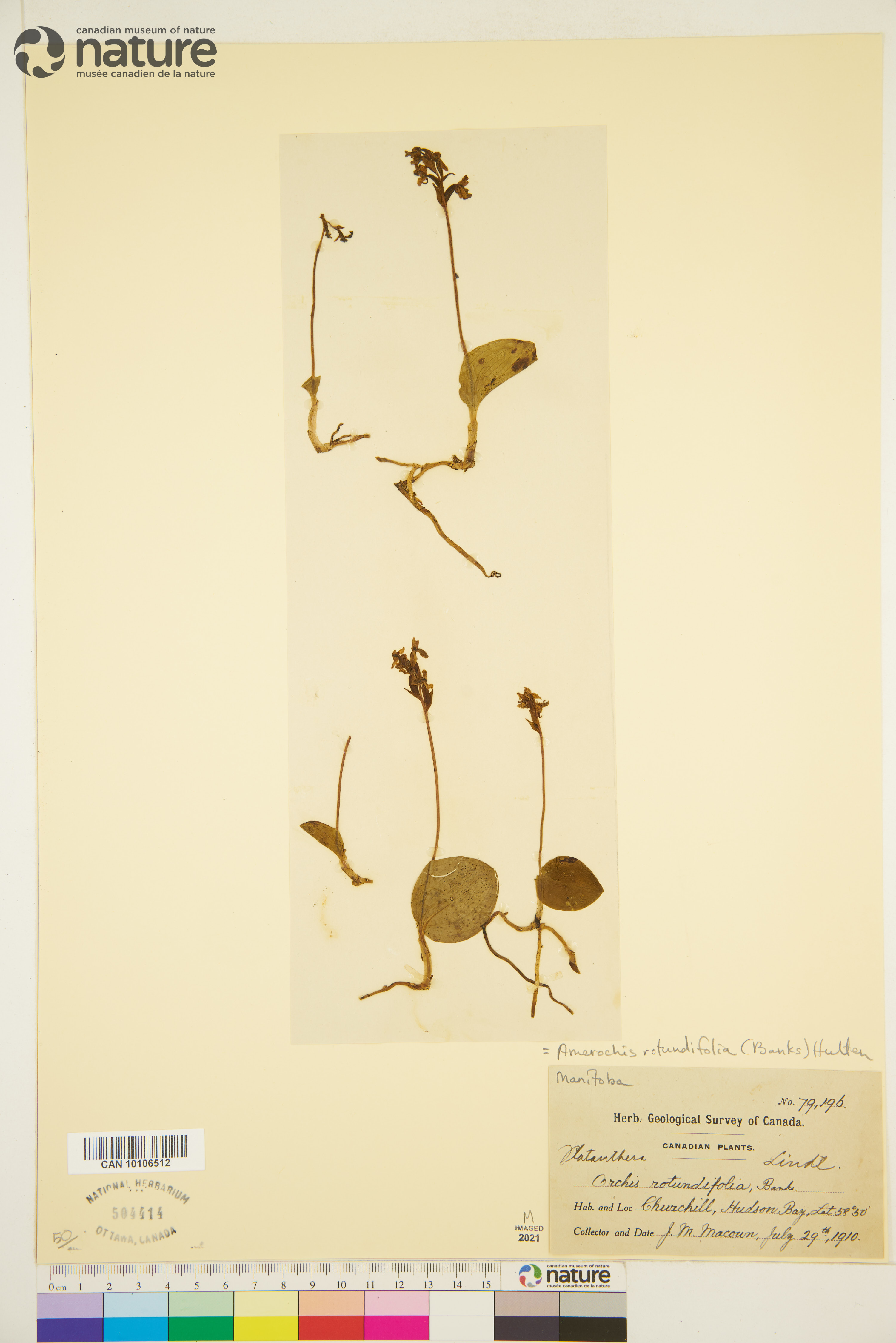 Orchis rotundifolia image