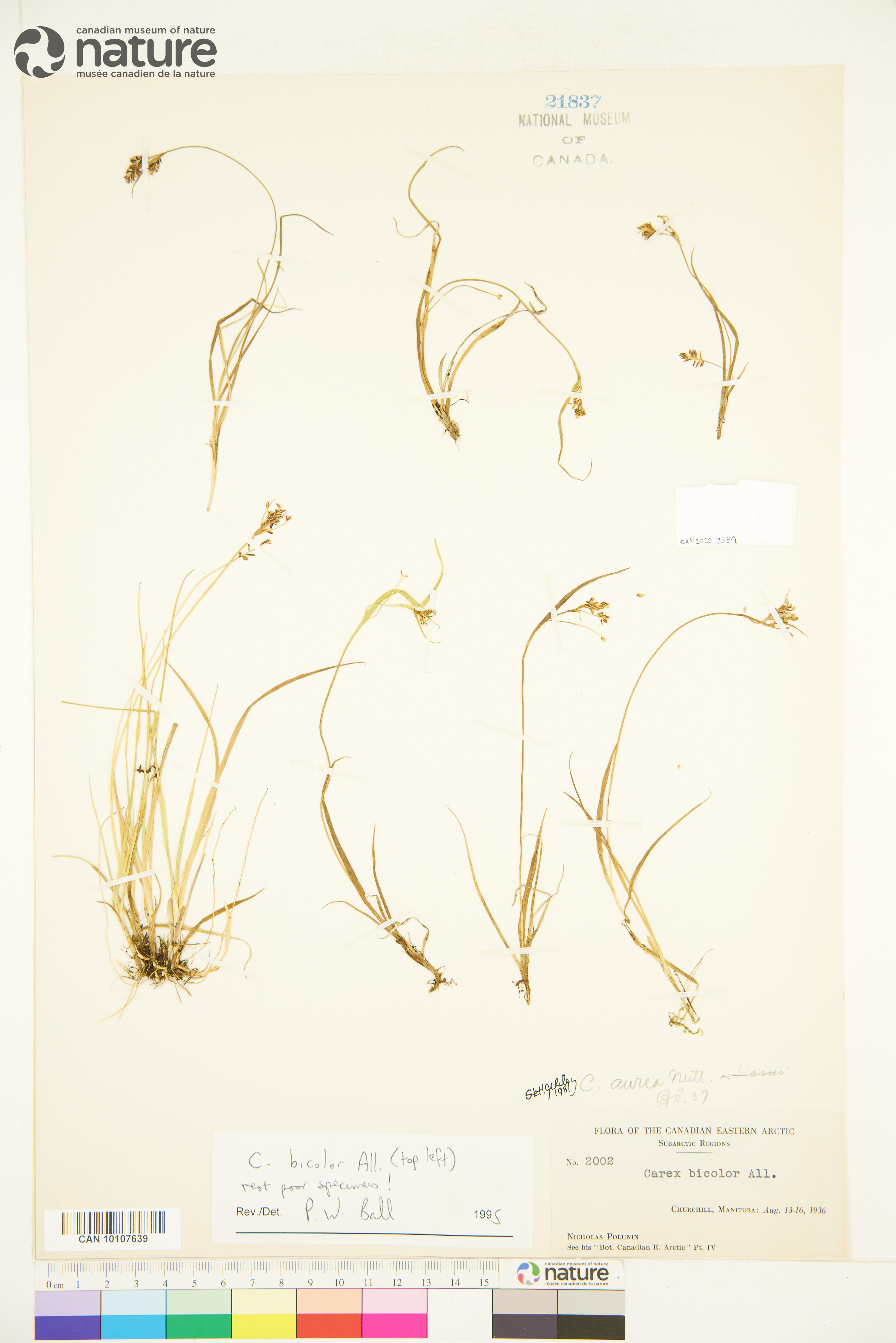 Carex bicolor image