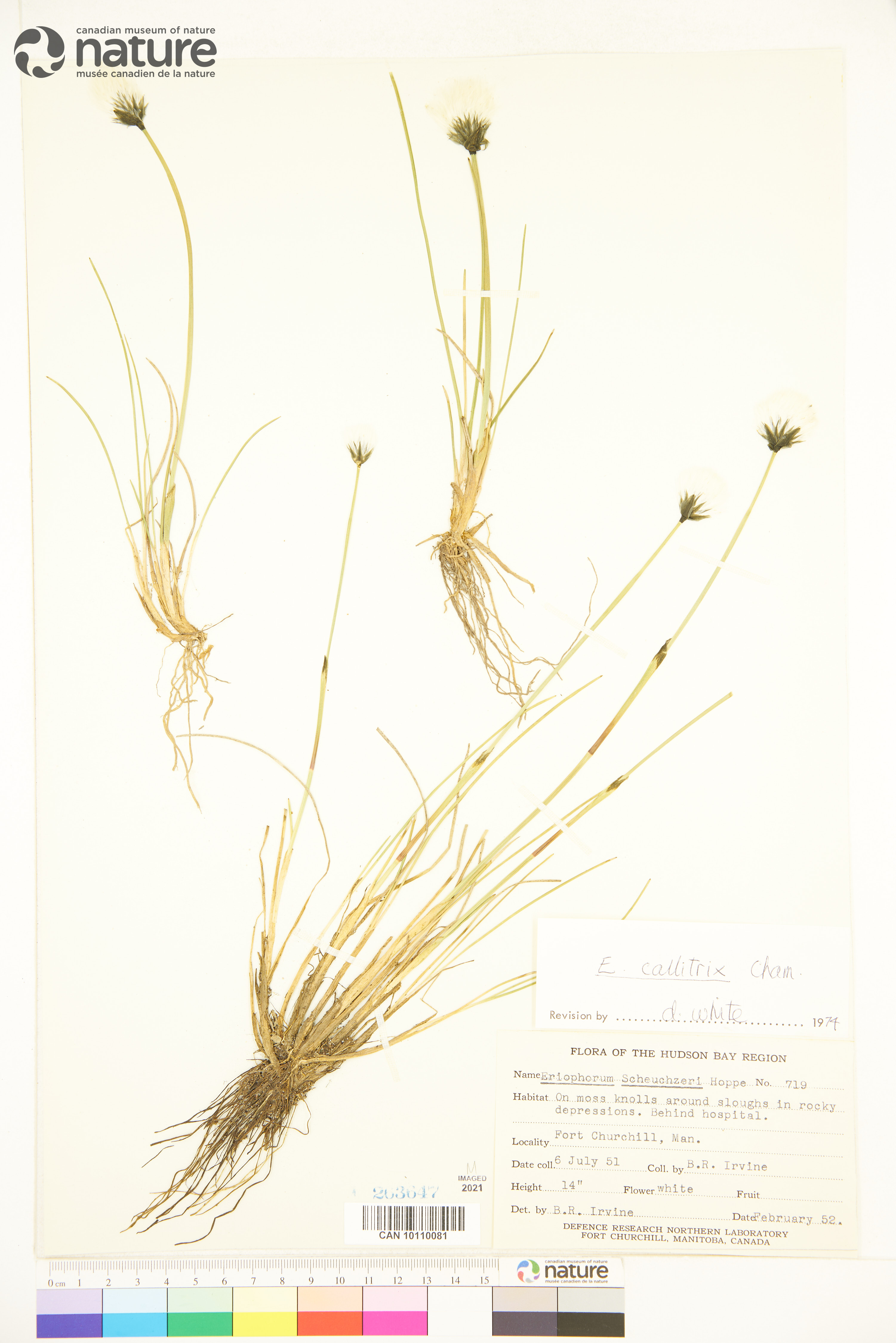 Eriophorum callitrix image