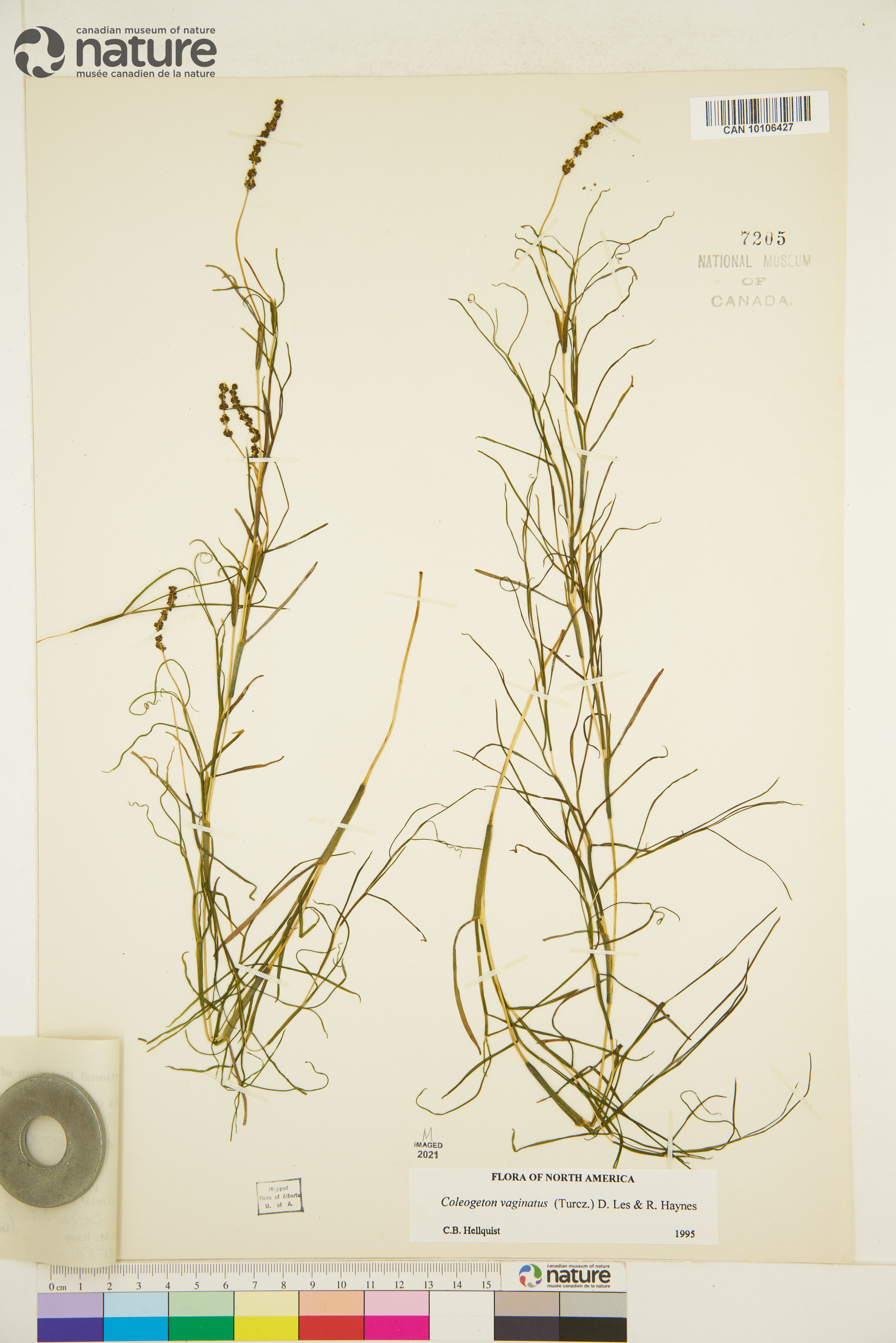 Potamogeton vaginatus image