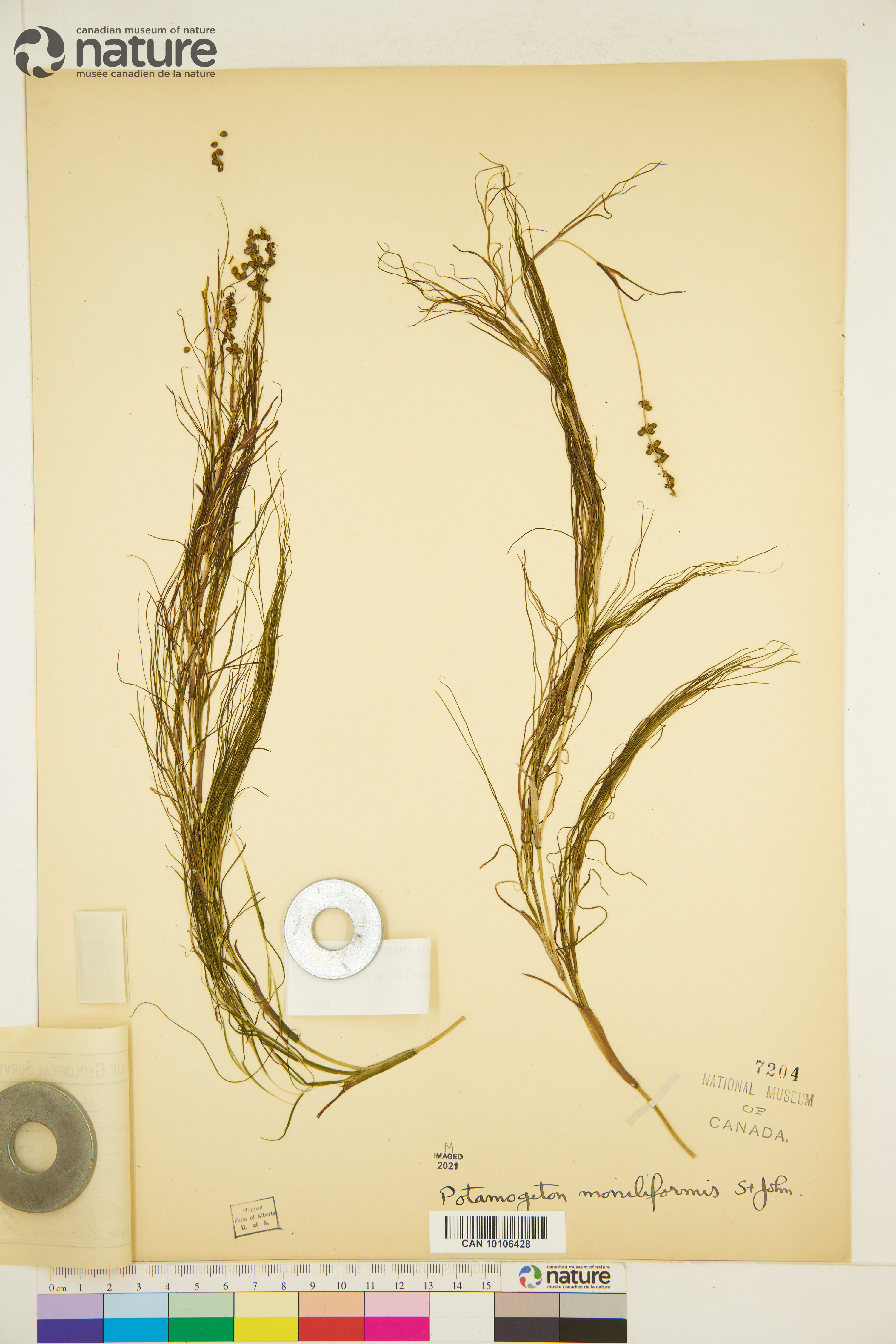 Potamogeton vaginatus image
