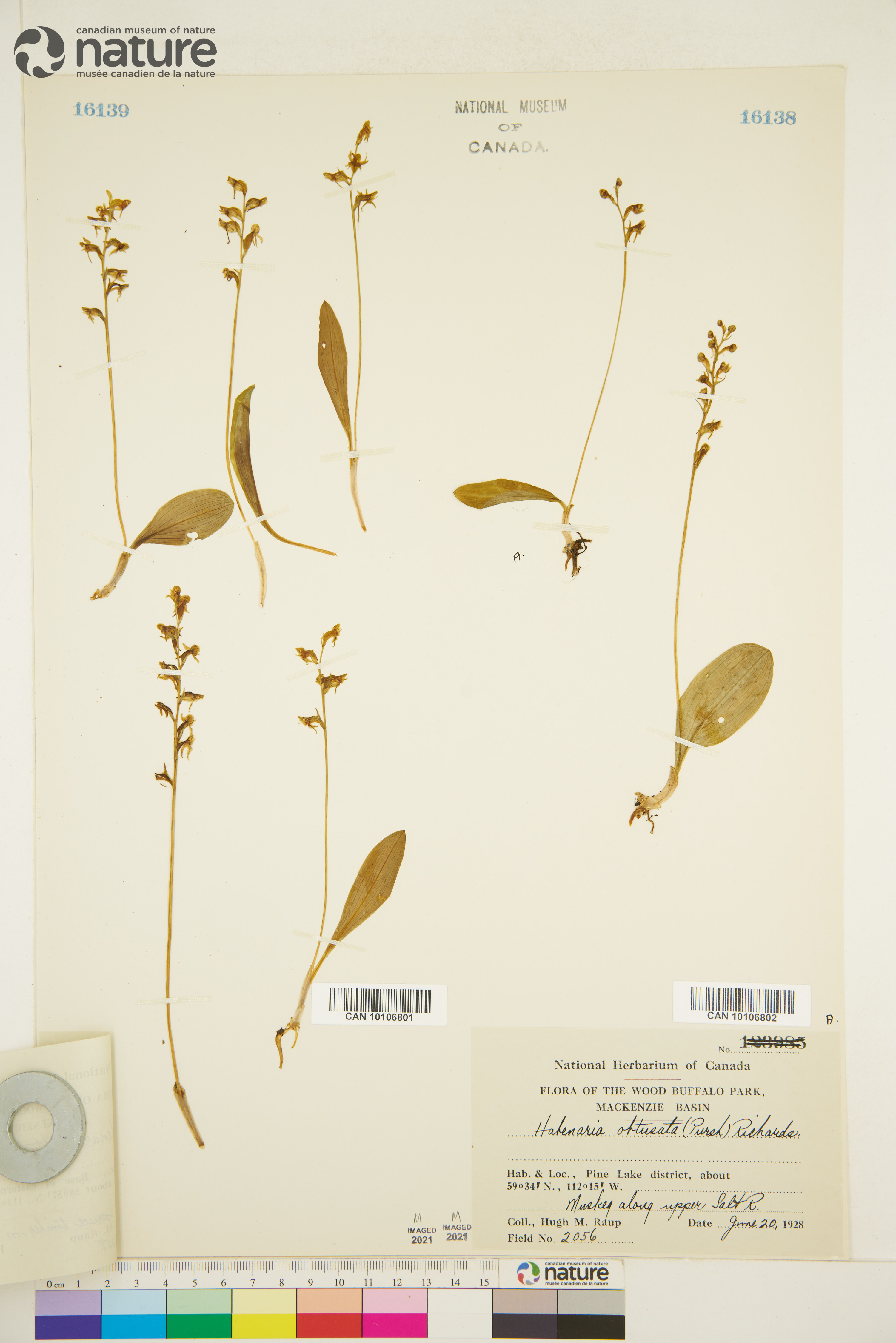 Platanthera obtusata image